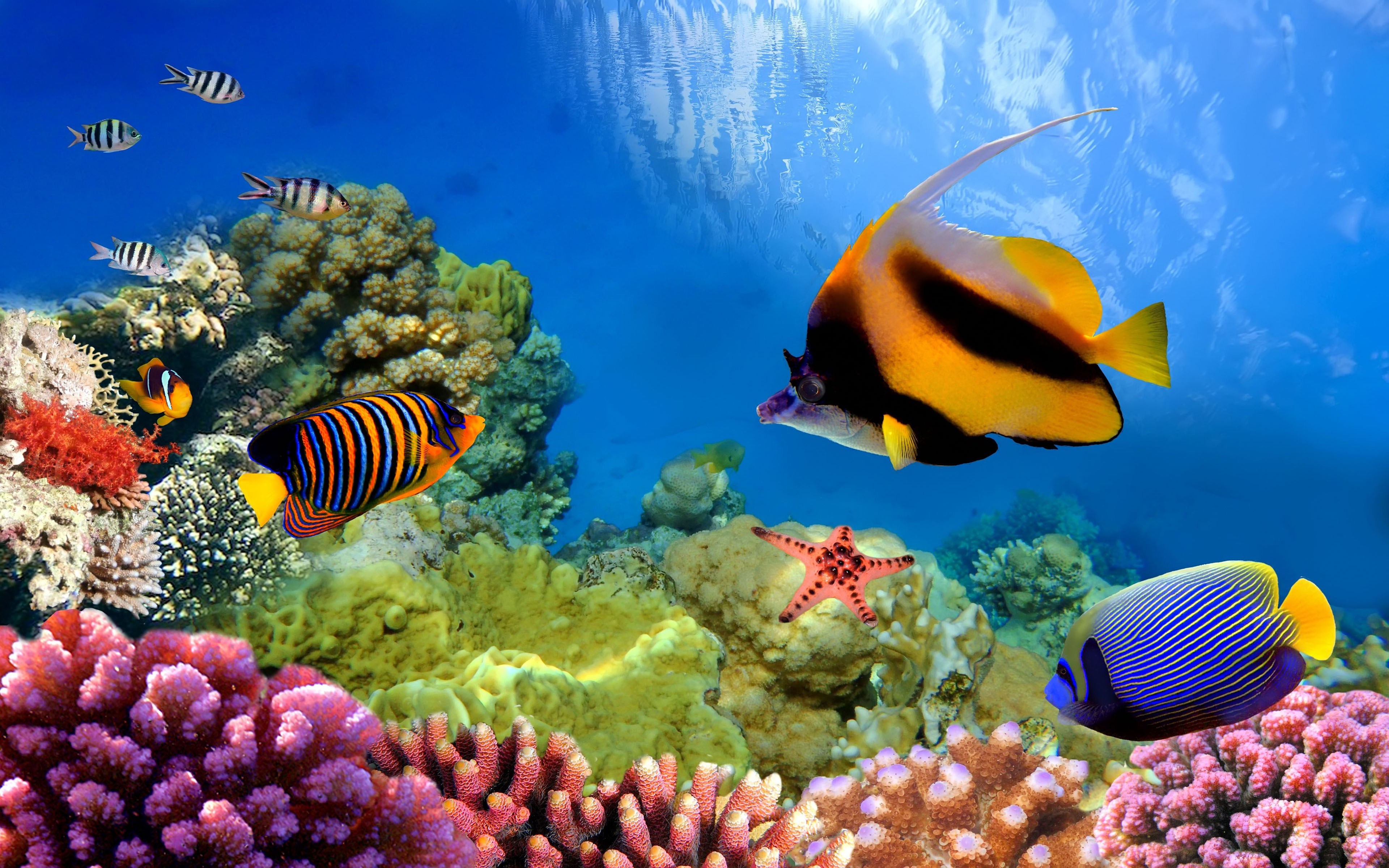 4K Ultra Hd Fish Wallpapers