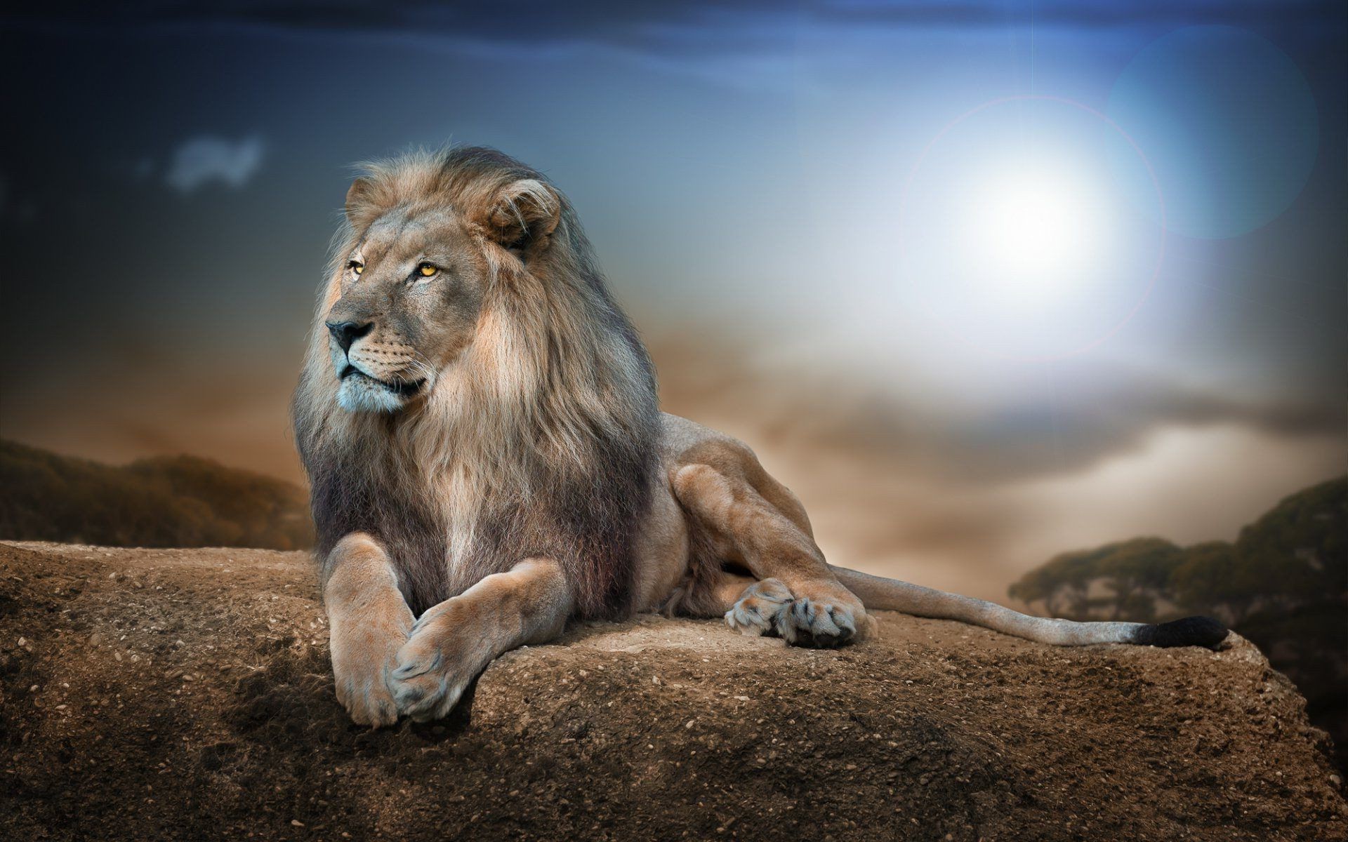 4K Ultra Hd Lions Wallpapers