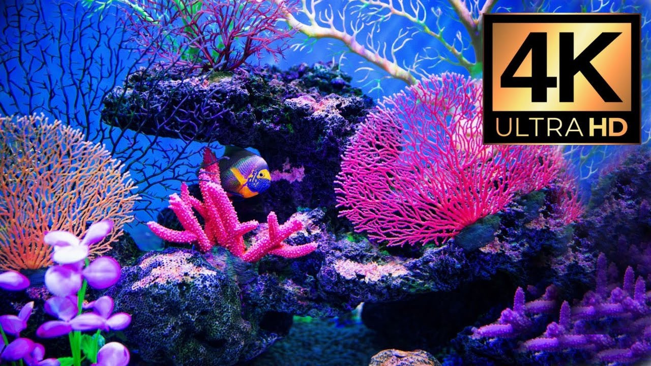 4K Ultra Hd Underwater Wallpapers