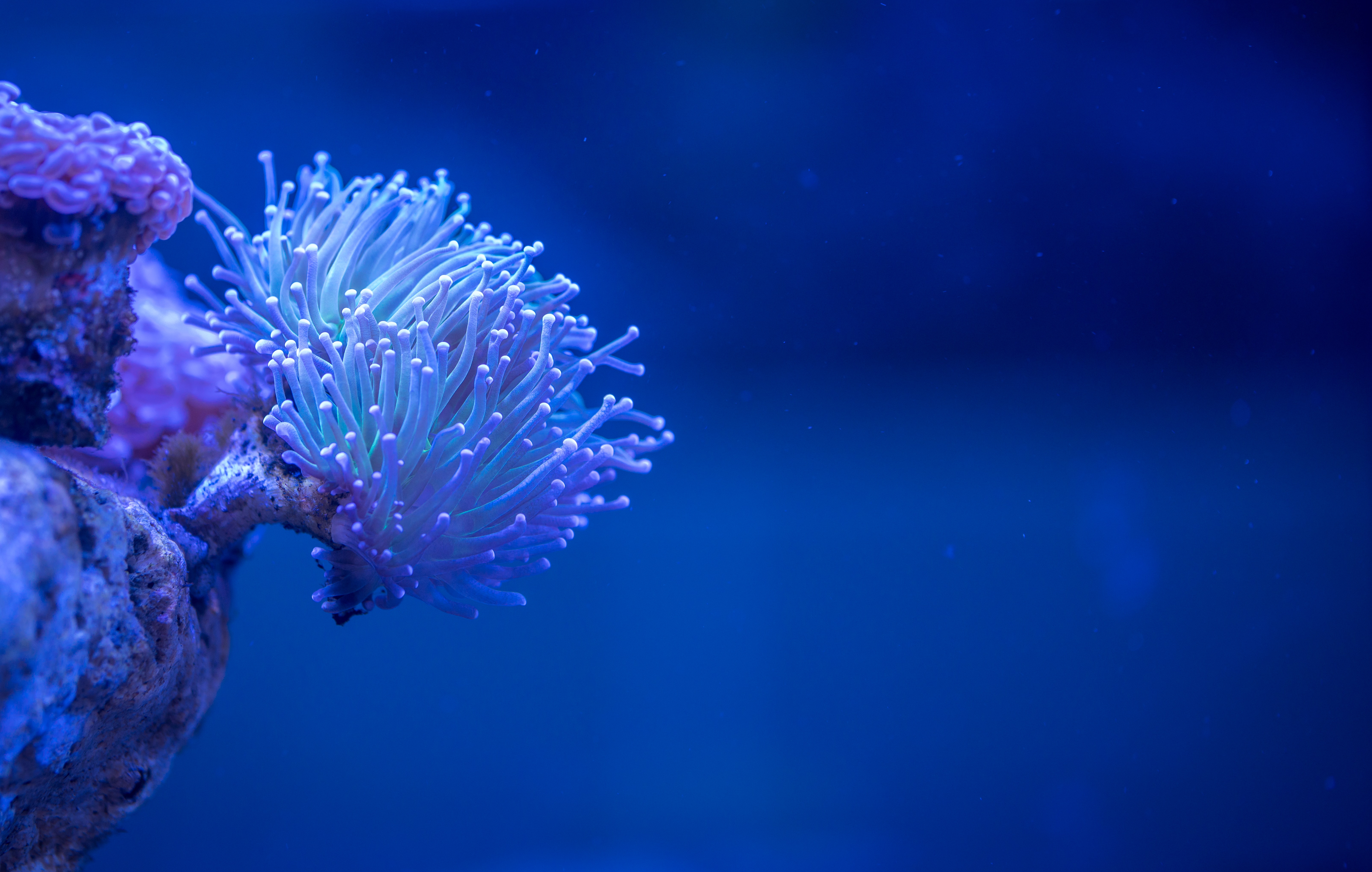 4K Ultra Hd Underwater Wallpapers