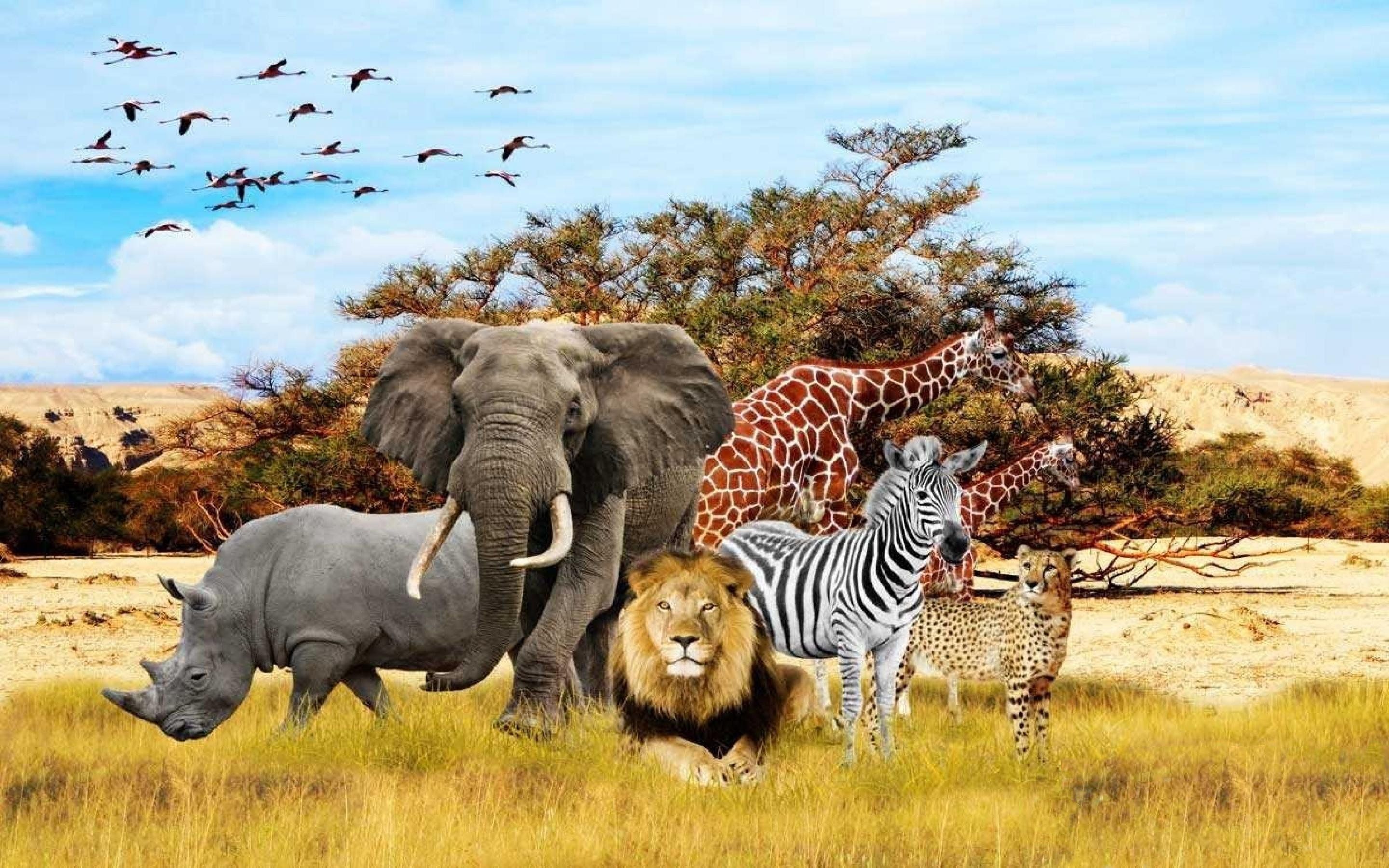 African Animals Wallpapers