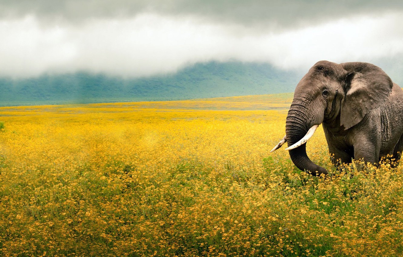 African Elephant Wallpapers