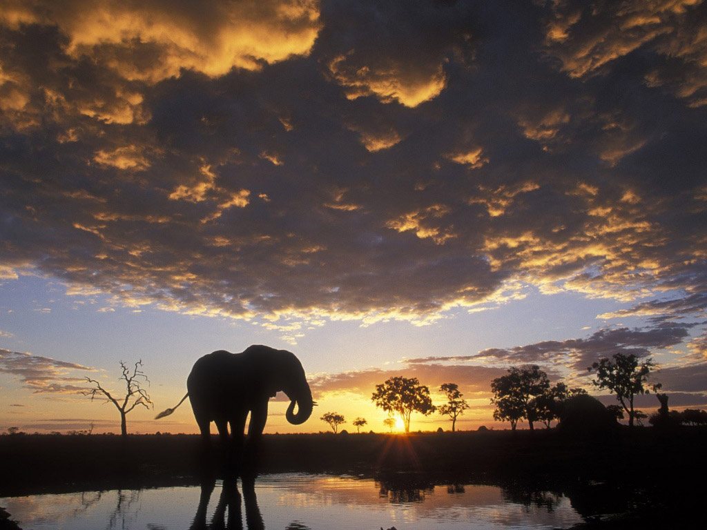 African Elephant Wallpapers