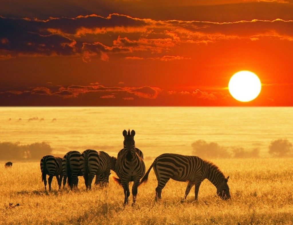 African Safari Wallpapers