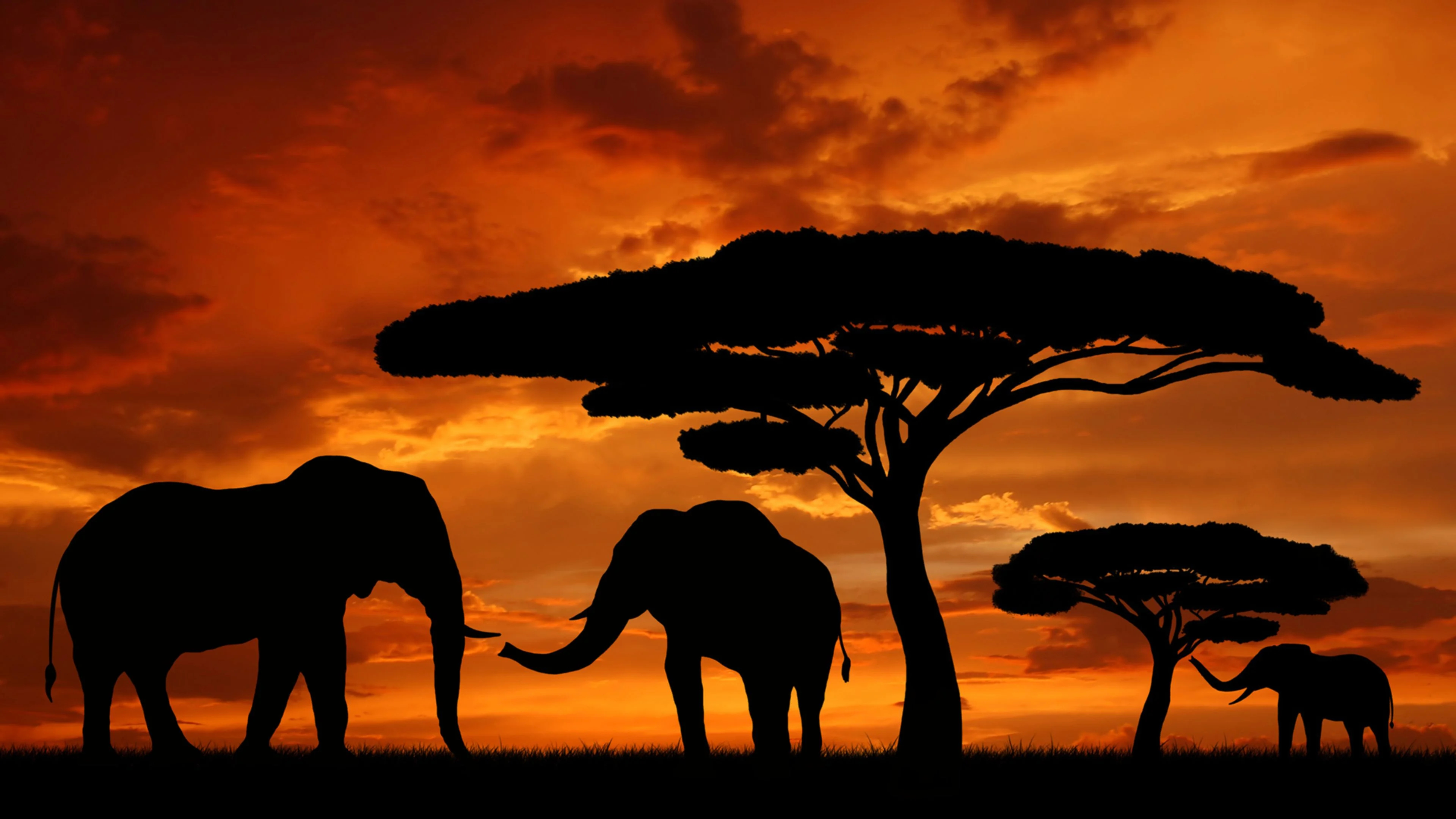 African Safari Wallpapers