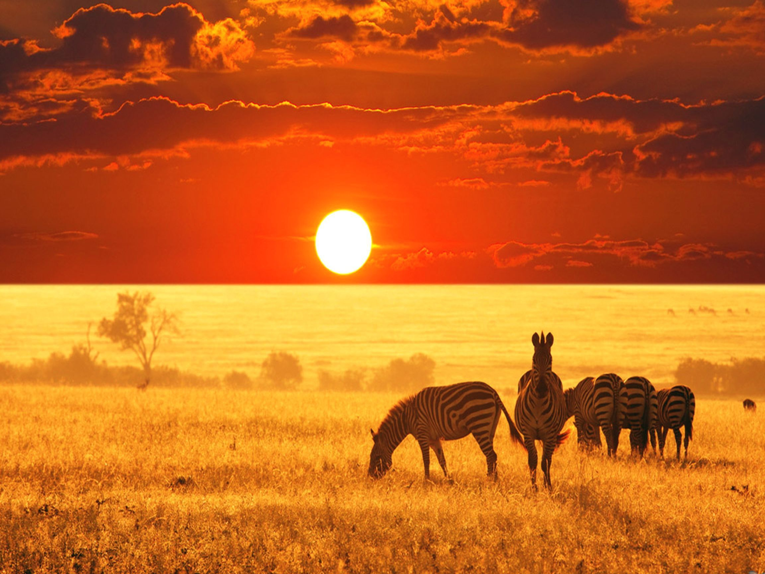 African Safari Wallpapers