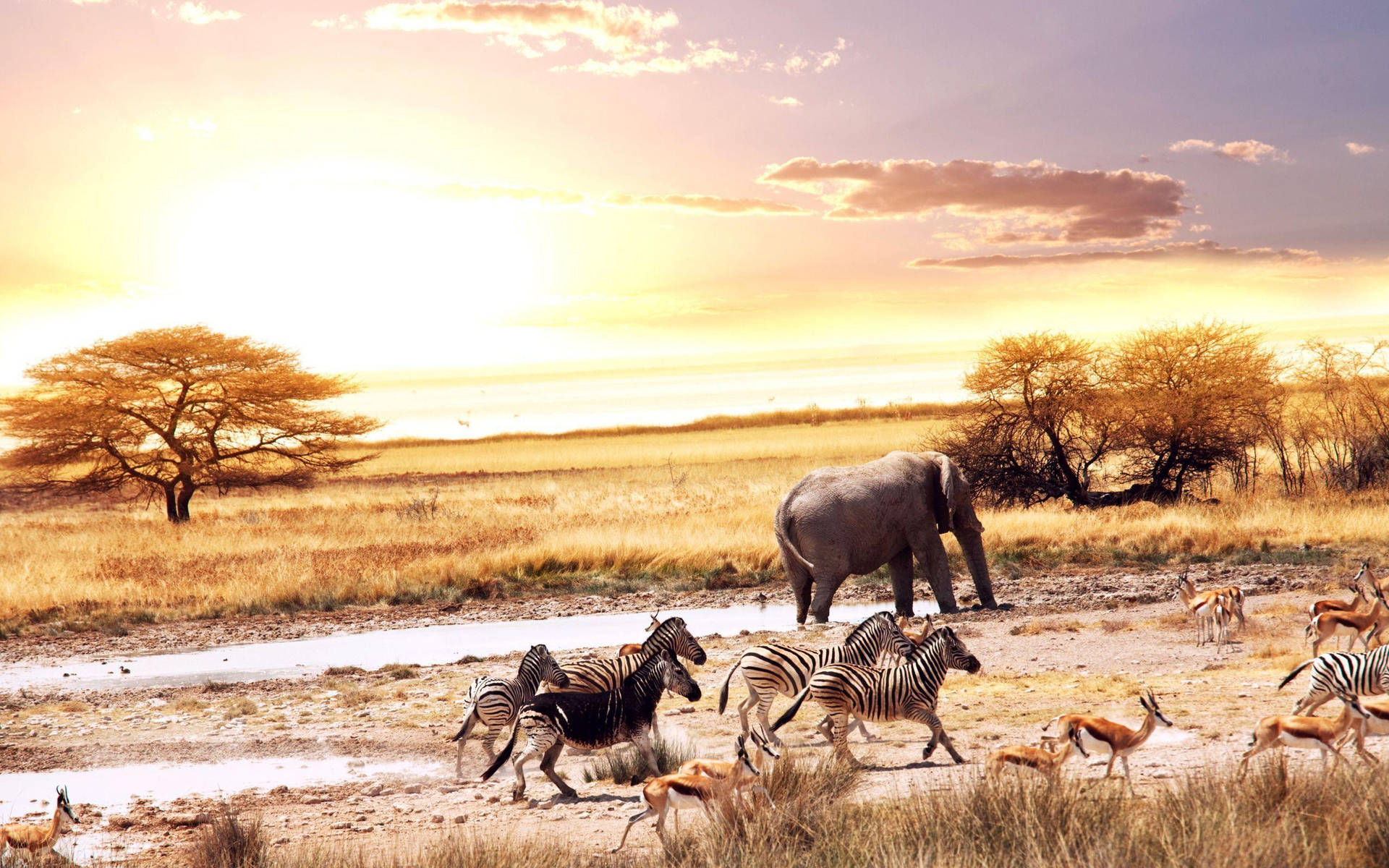 African Safari Wallpapers