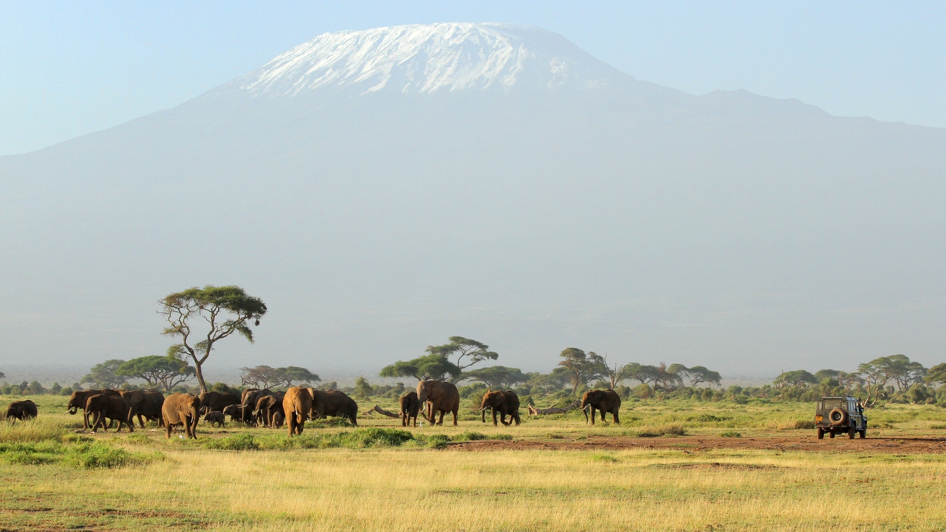 African Safari Wallpapers