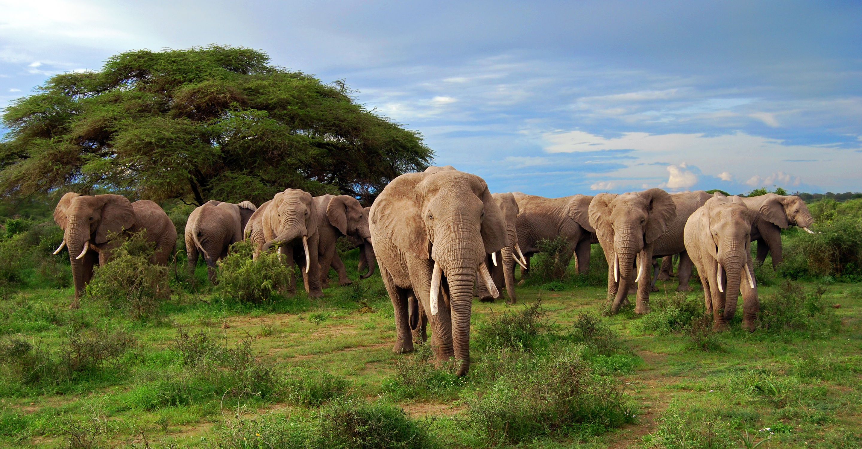 African Safari Wallpapers