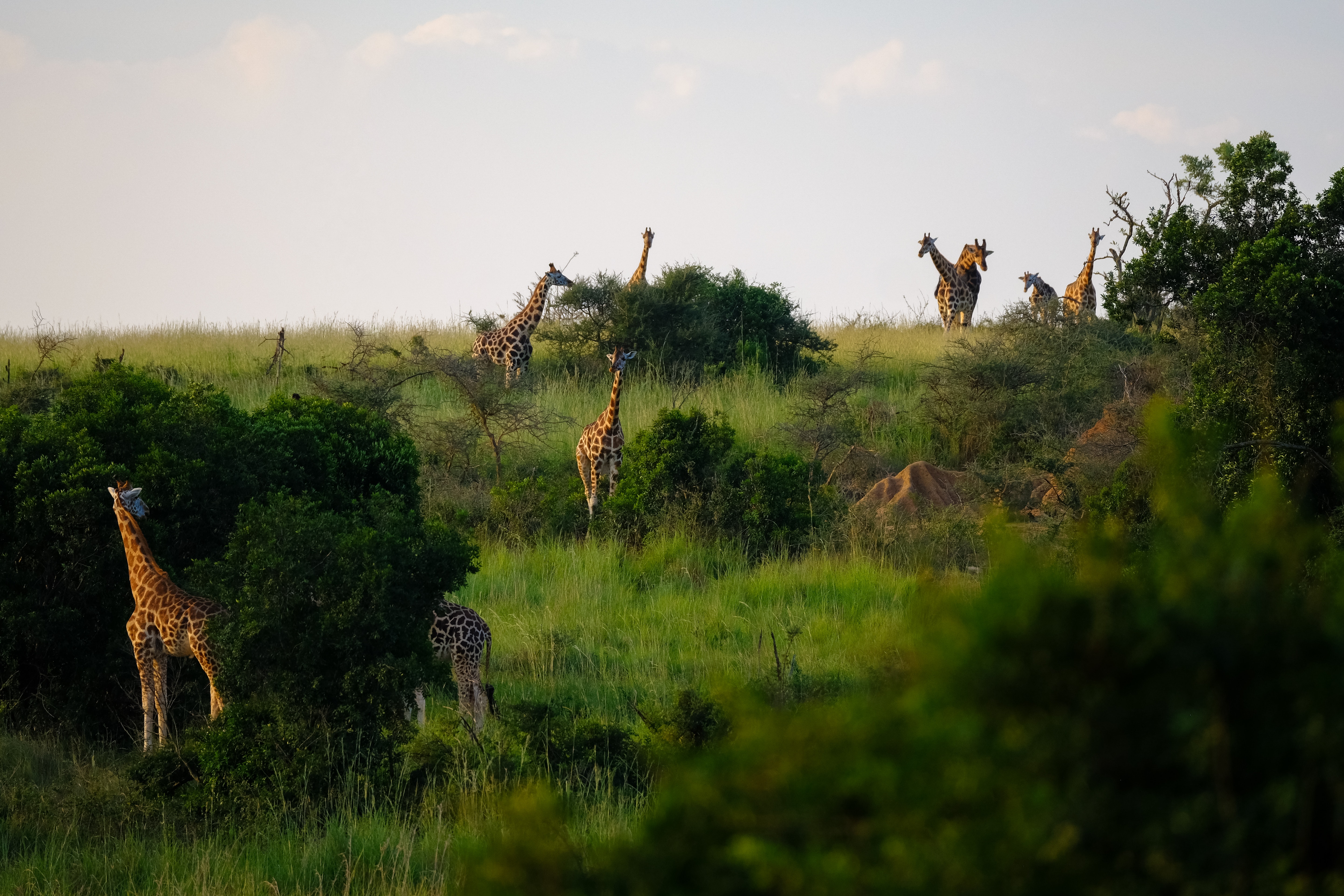 African Safari Wallpapers