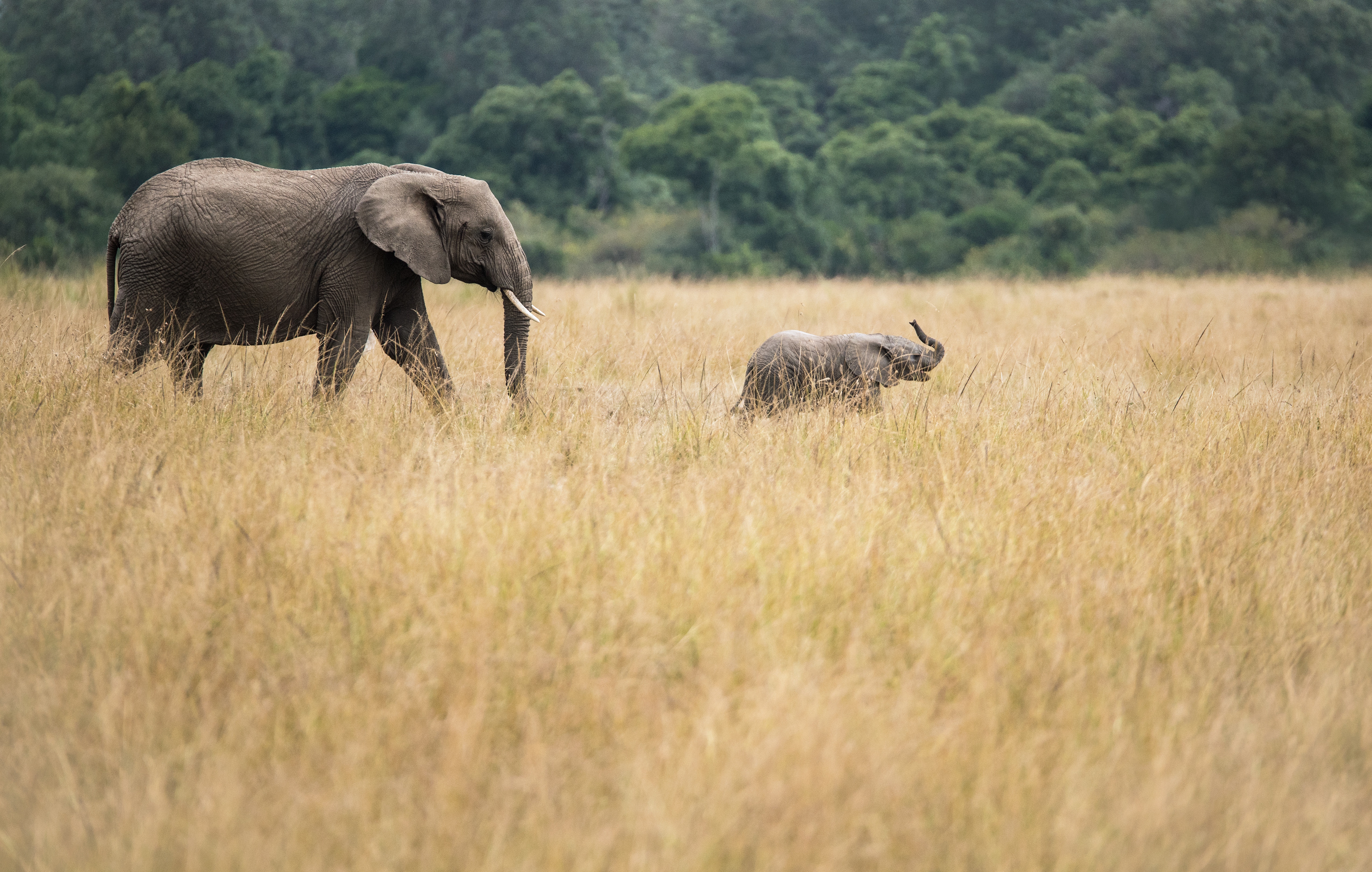 African Safari Wallpapers