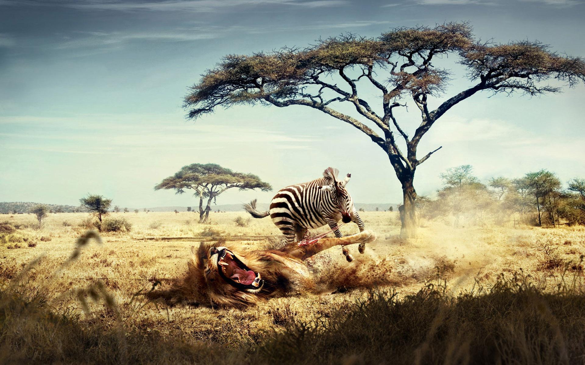 African Safari Wallpapers