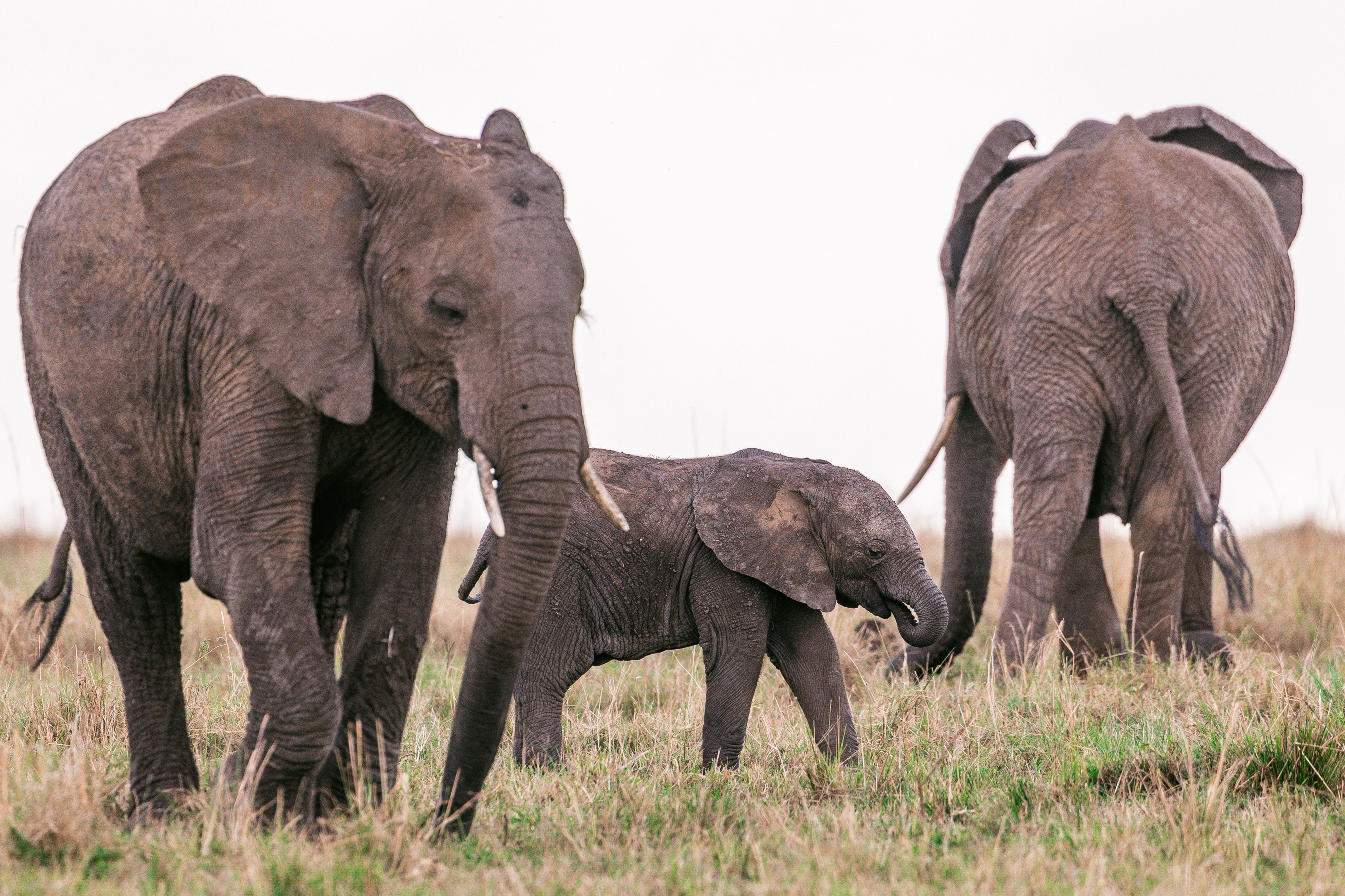 African Safari Wallpapers