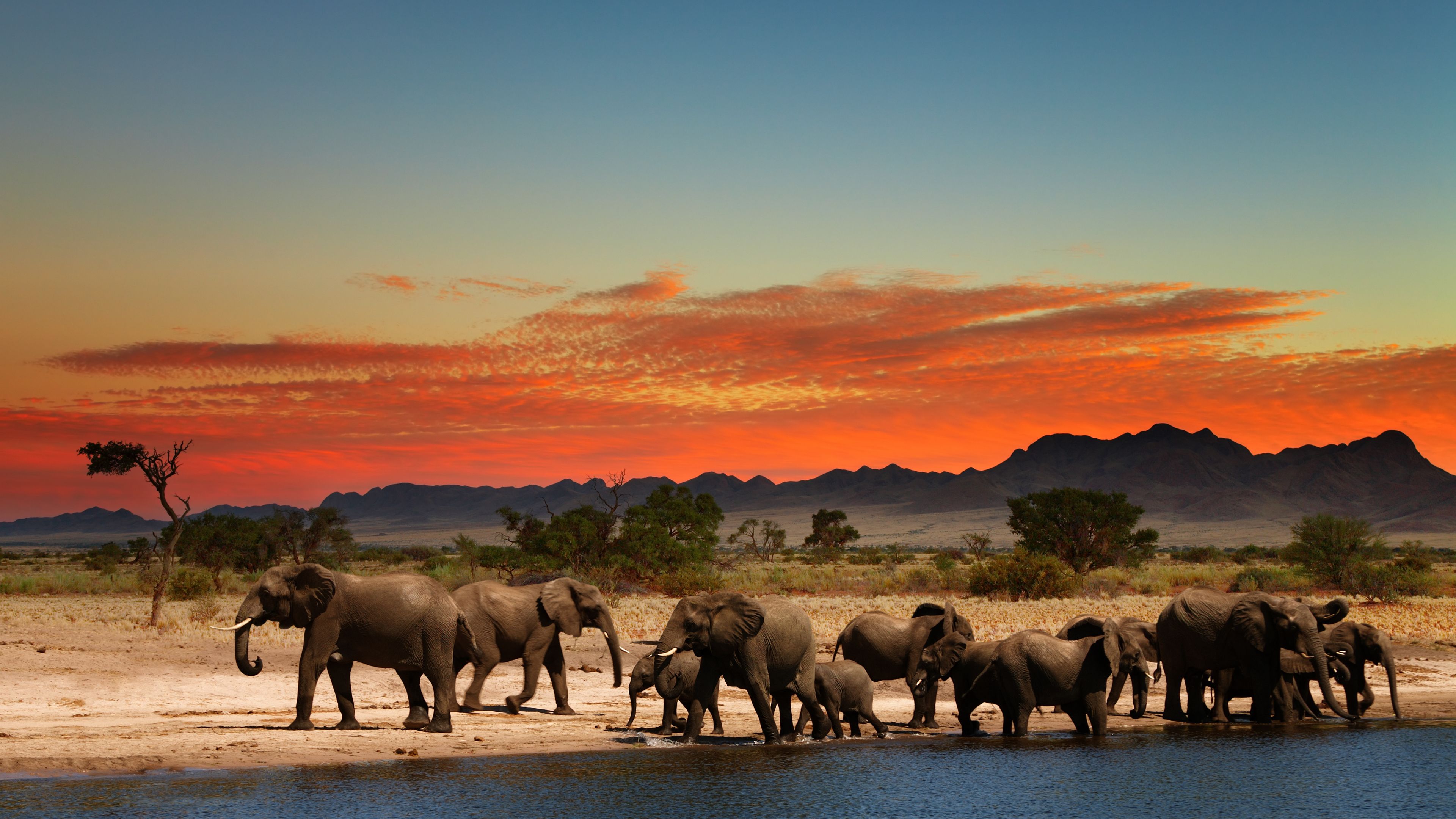 African Safari Wallpapers