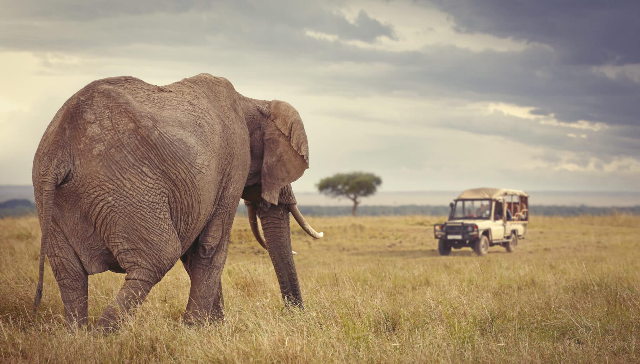 African Safari Wallpapers