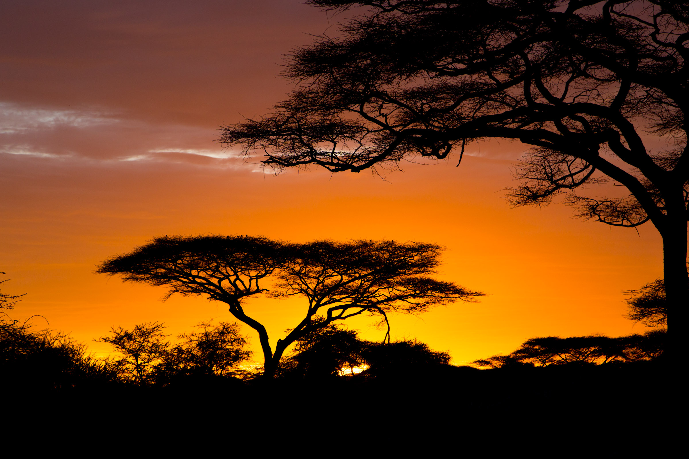 African Safari Wallpapers