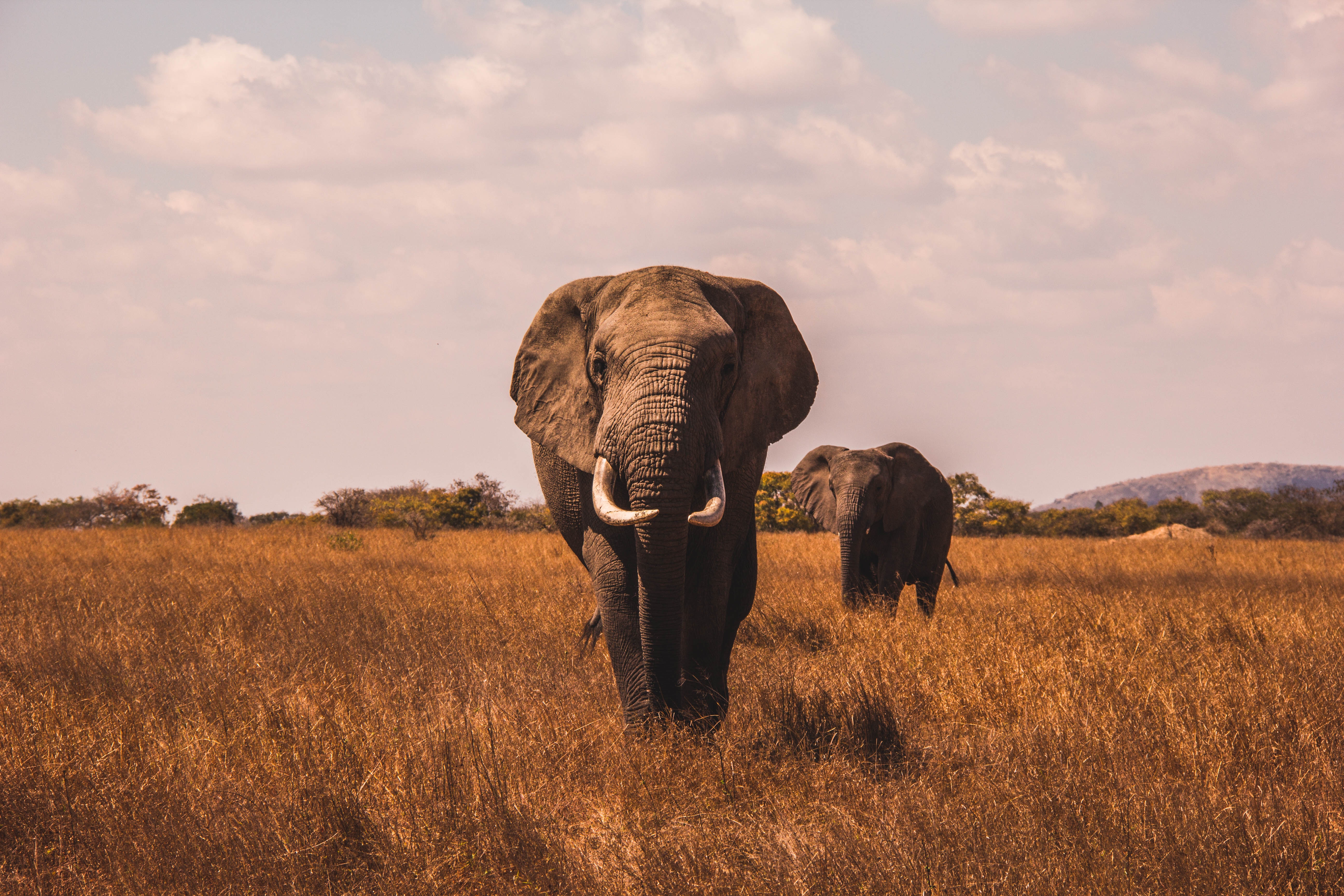 African Safari Wallpapers