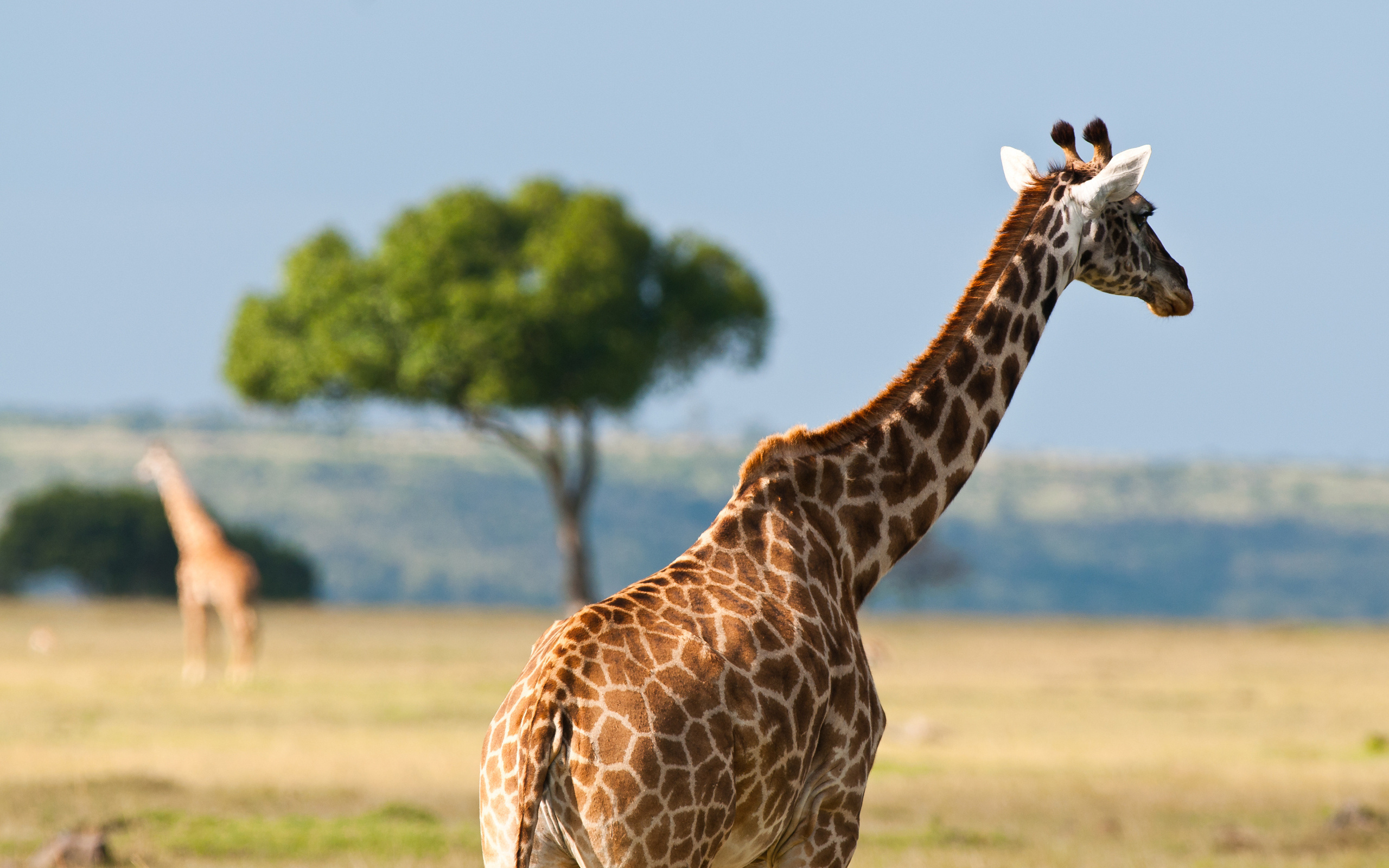 African Safari Wallpapers