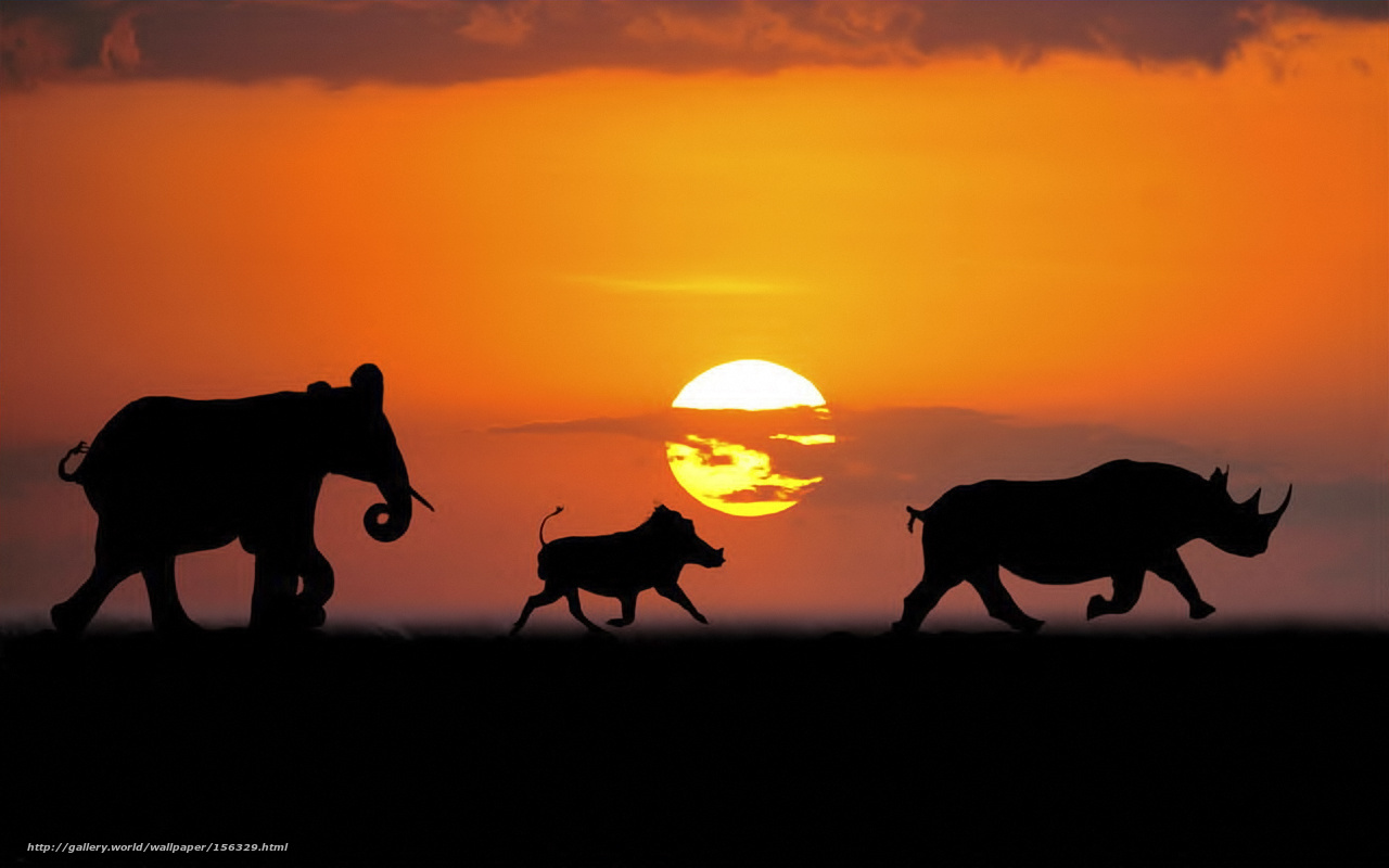 African Safari Wallpapers