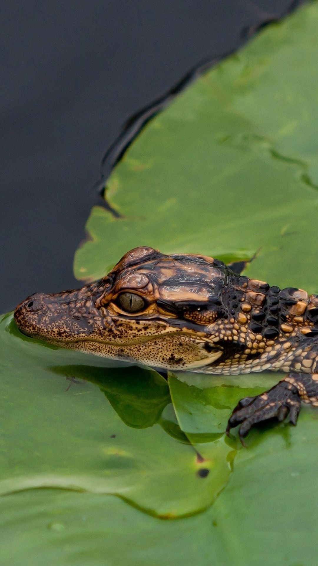 Alligator Iphone Wallpapers