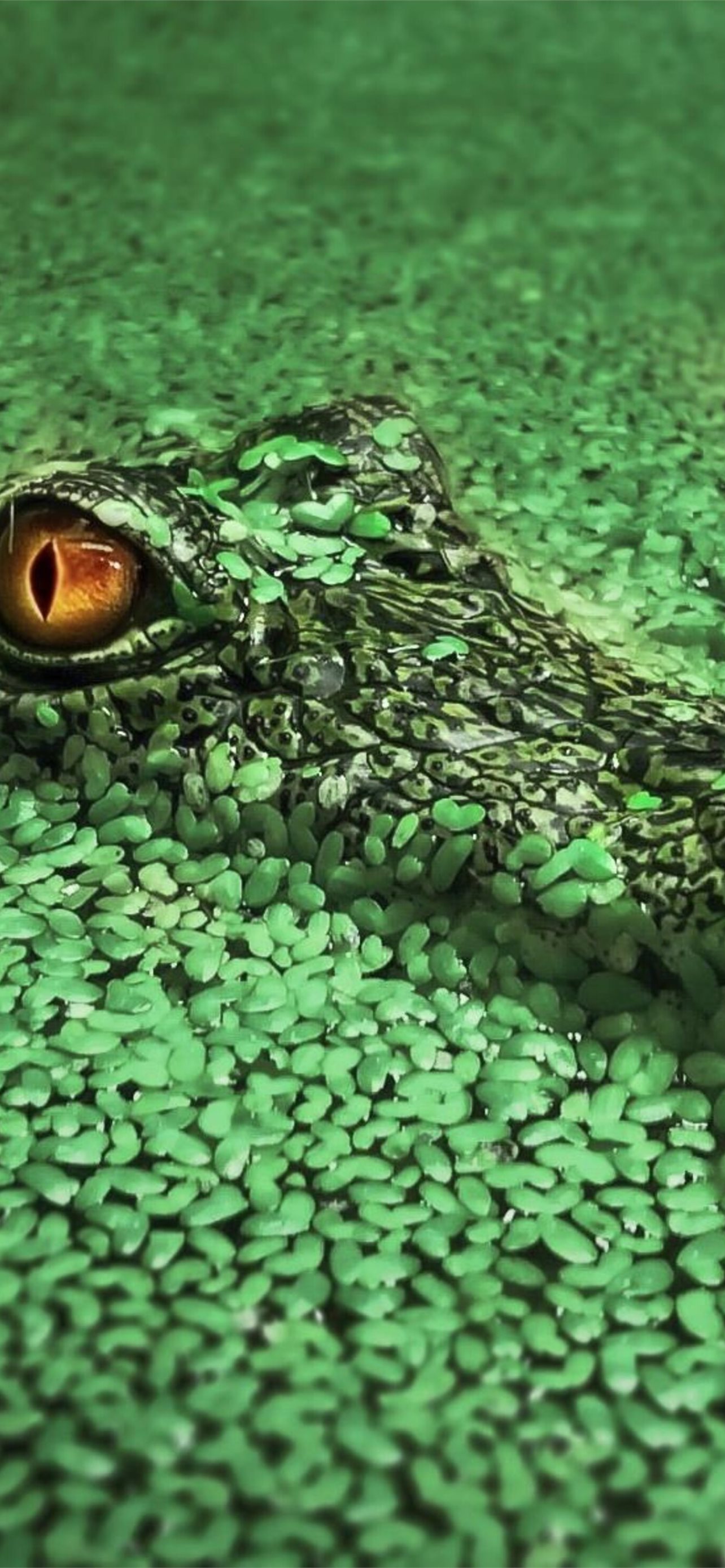 Alligator Iphone Wallpapers