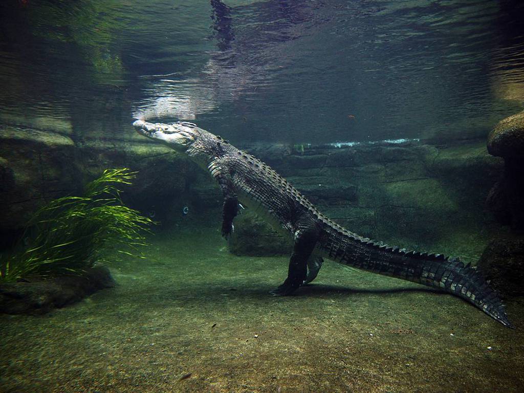 Alligator Iphone Wallpapers