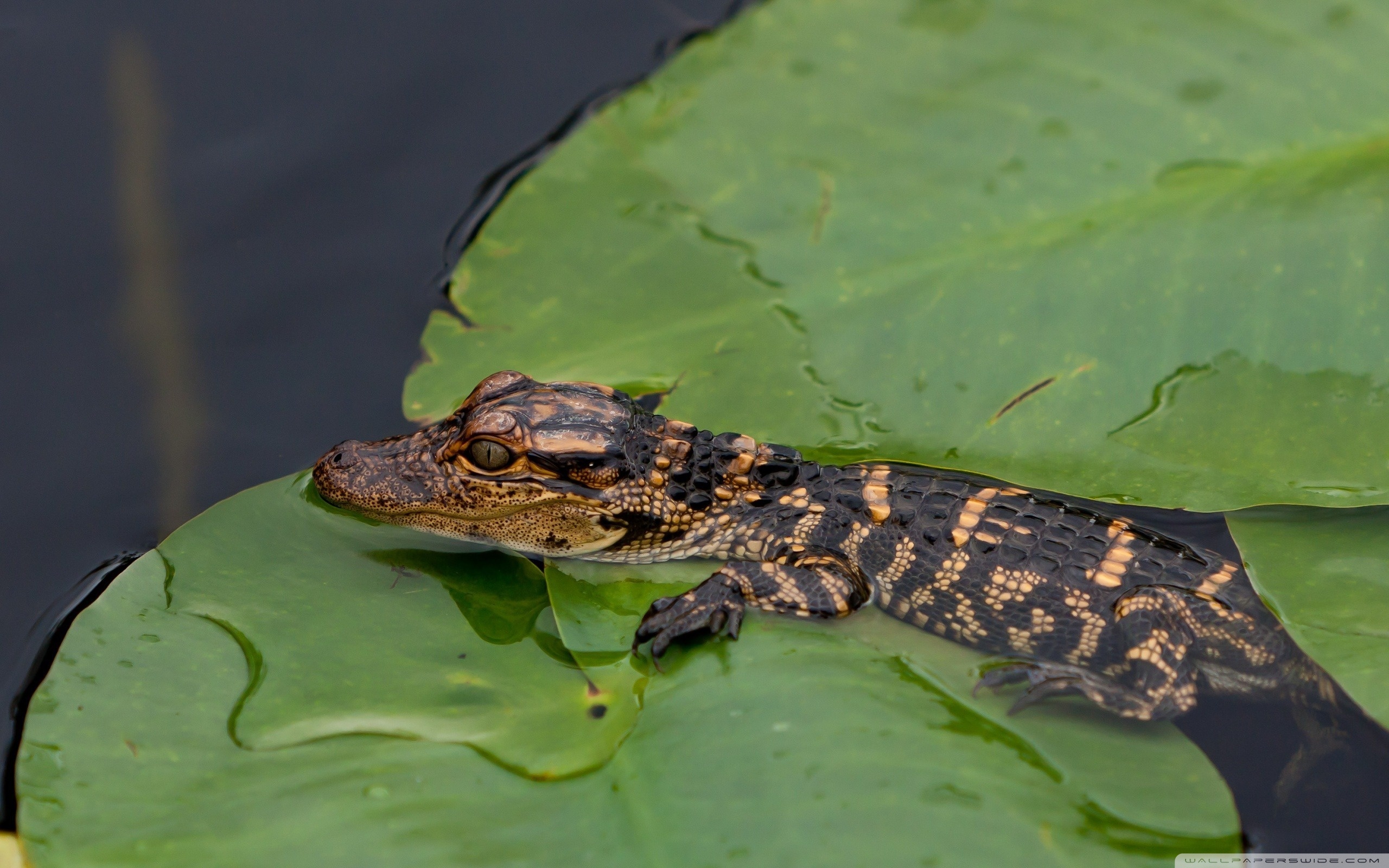 Alligator Iphone Wallpapers