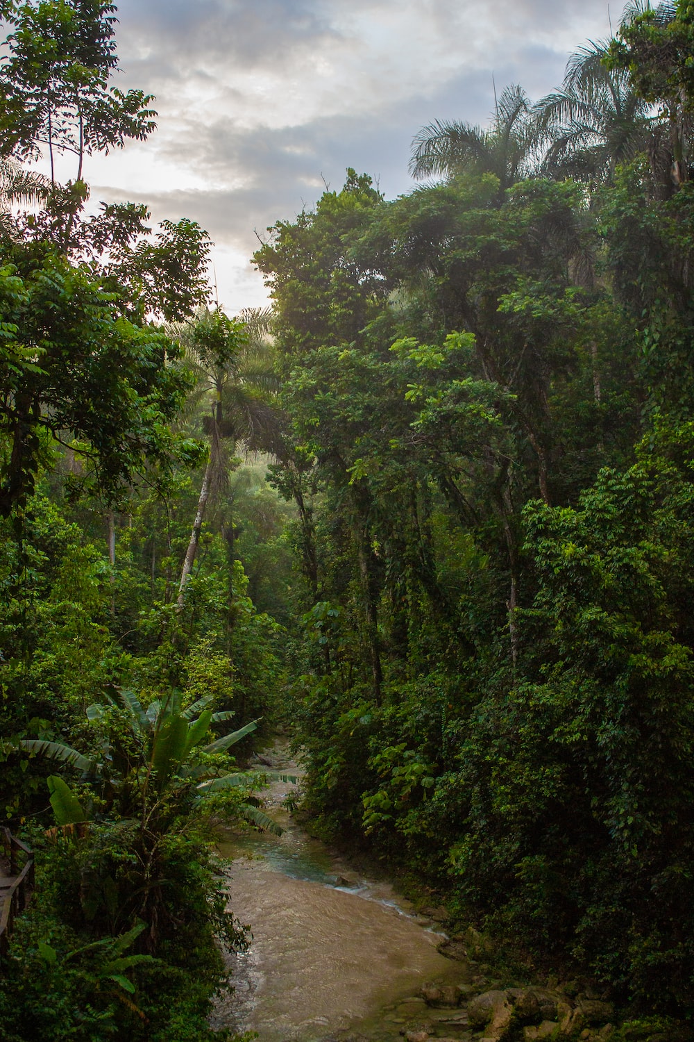 Amazonian Jungle Wallpapers