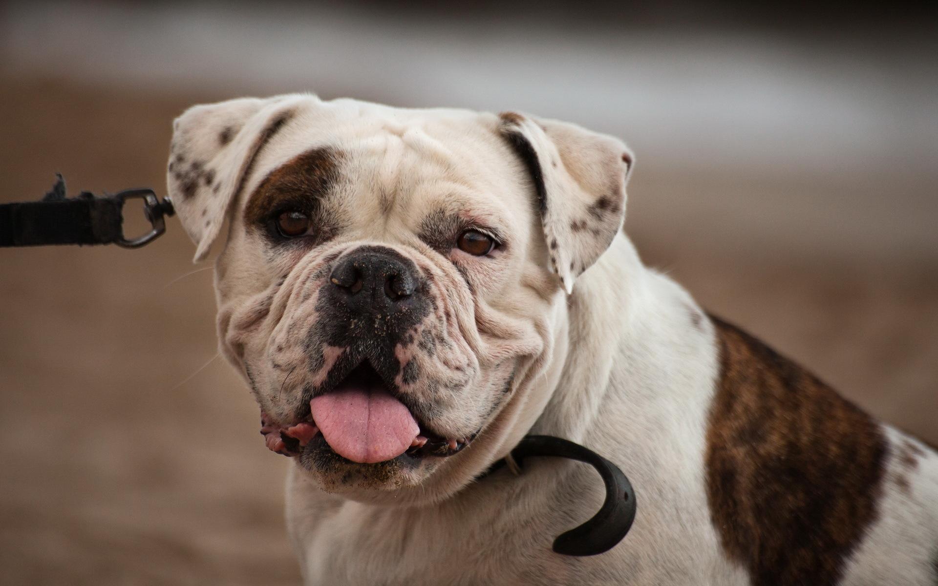 American Bulldog Wallpapers