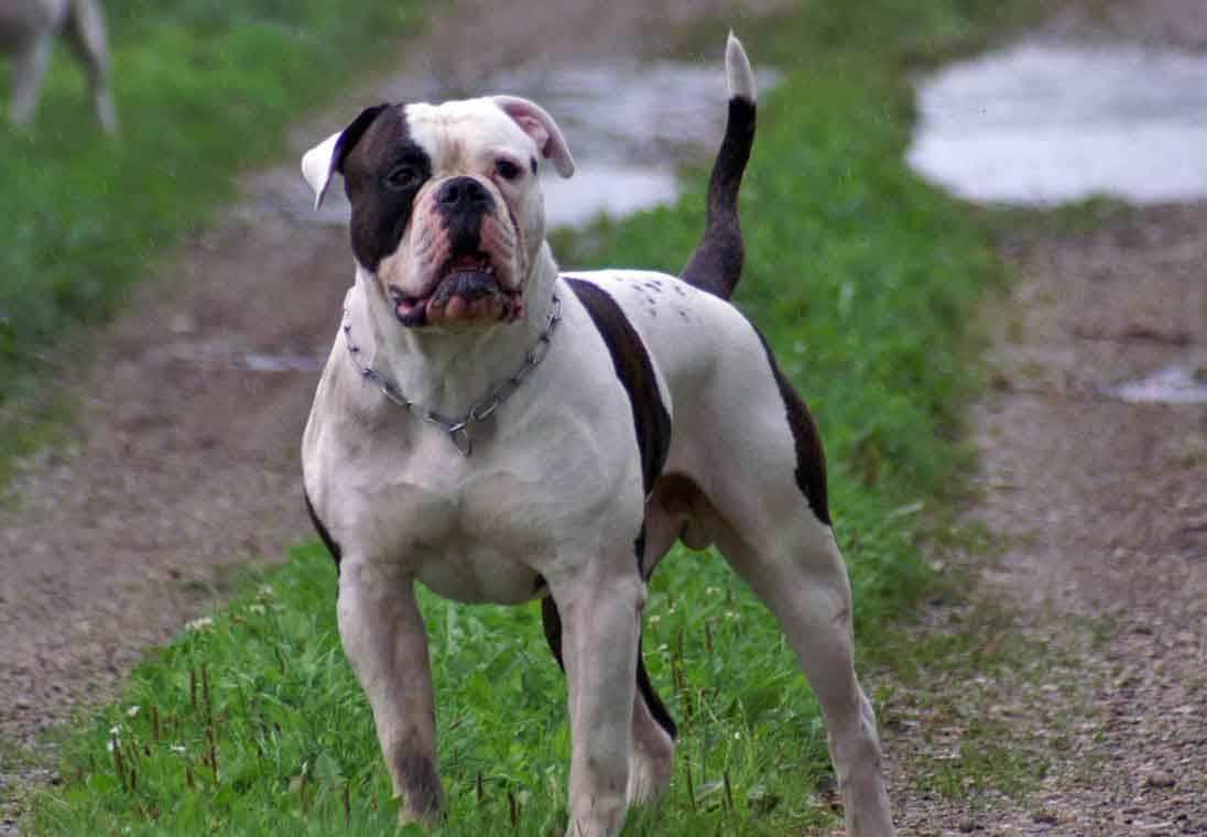 American Bulldog Wallpapers