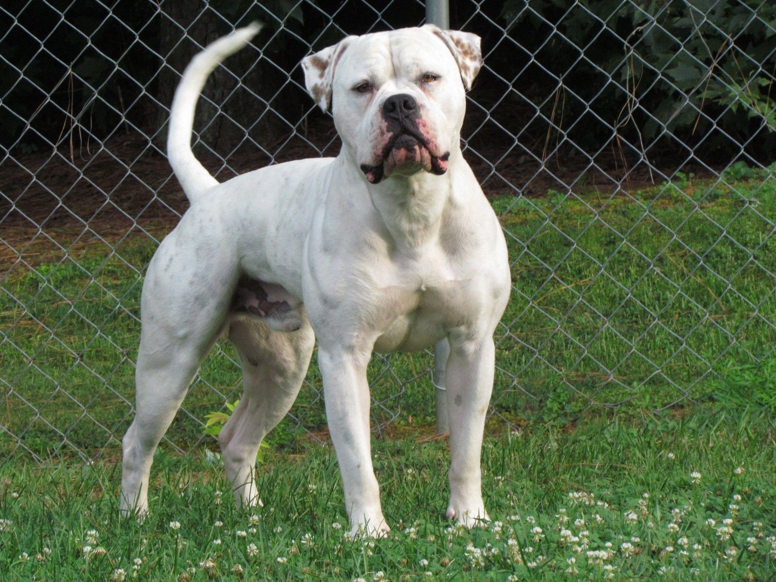 American Bulldog Wallpapers