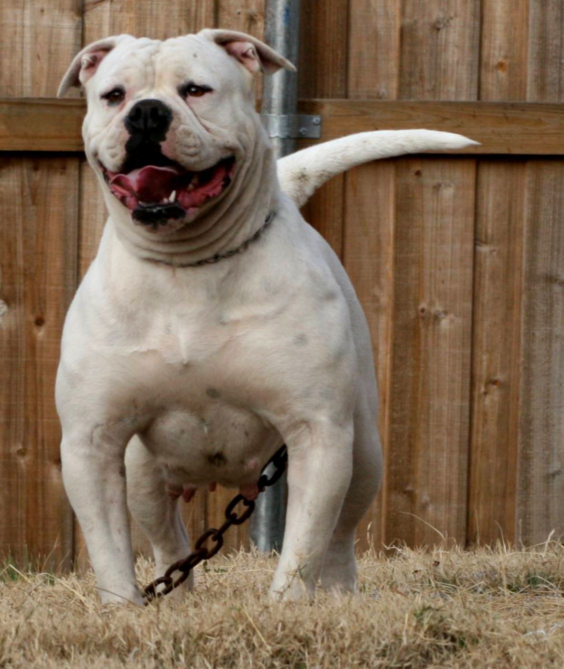 American Bulldog Wallpapers