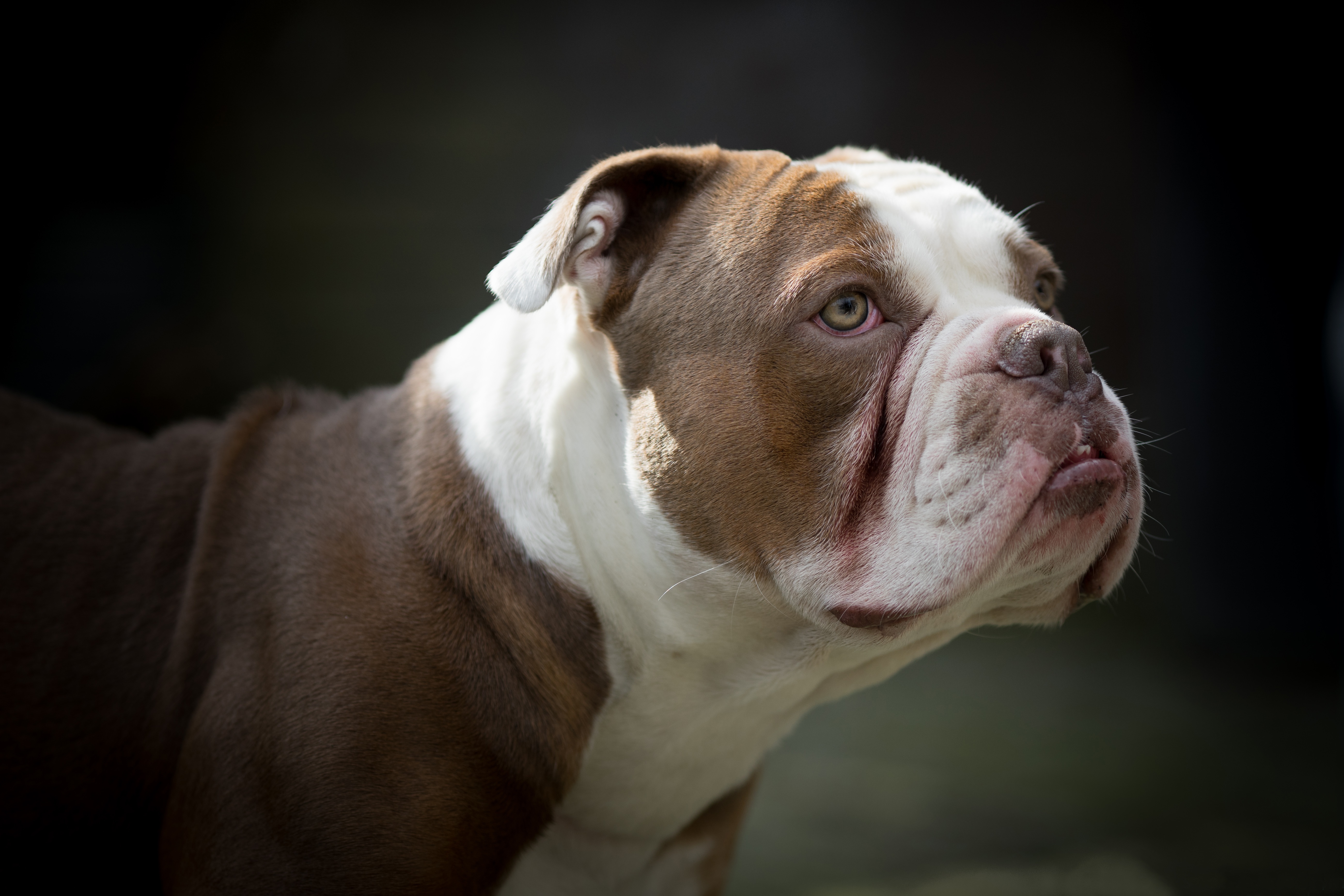 American Bulldog Wallpapers