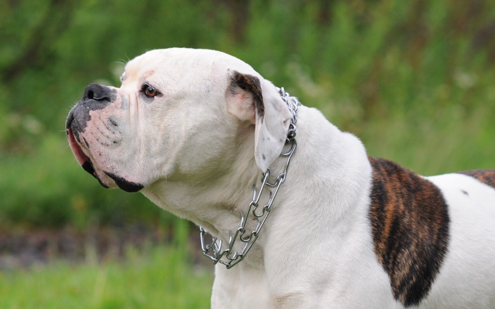 American Bulldog Wallpapers