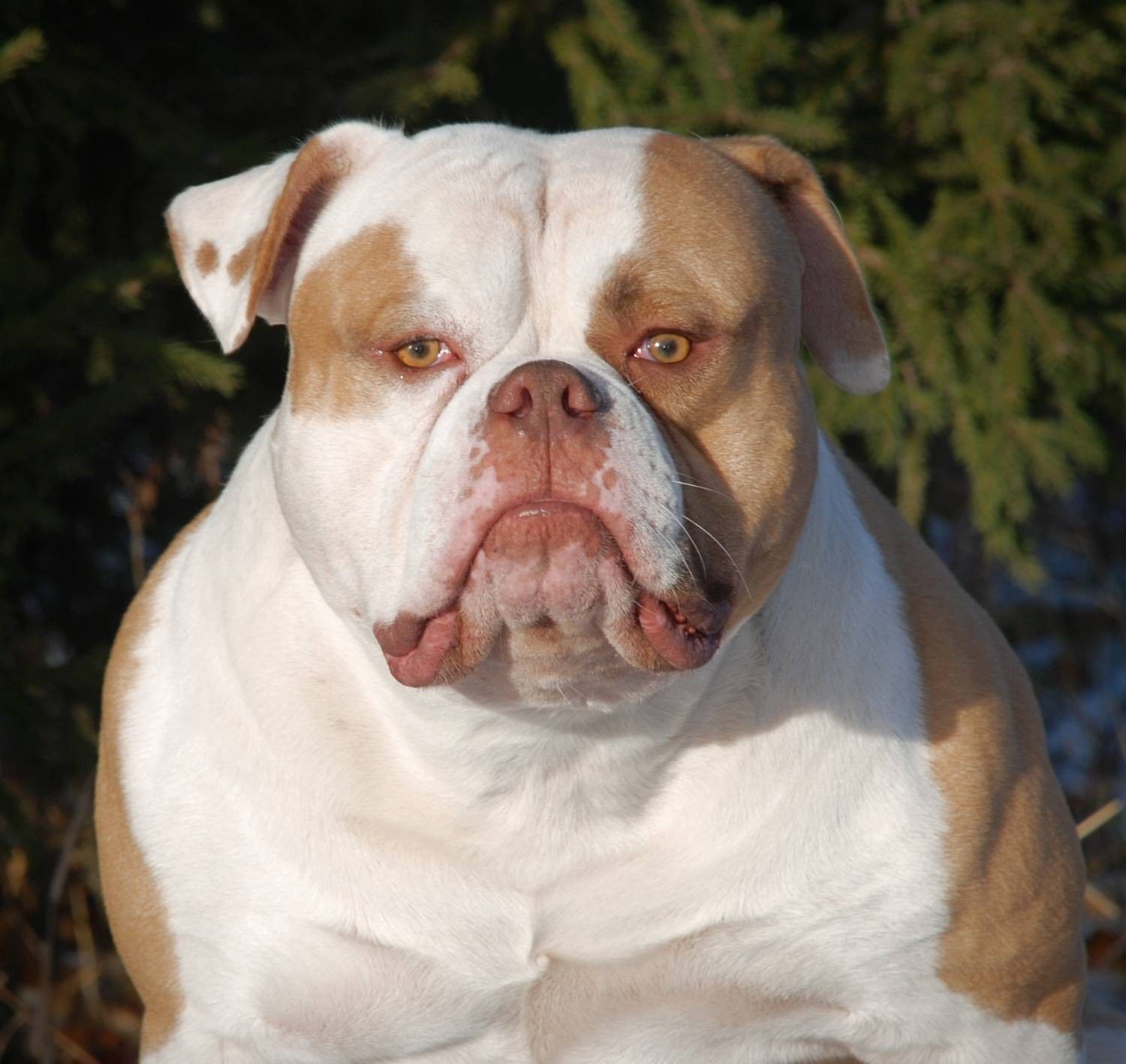 American Bulldog Wallpapers