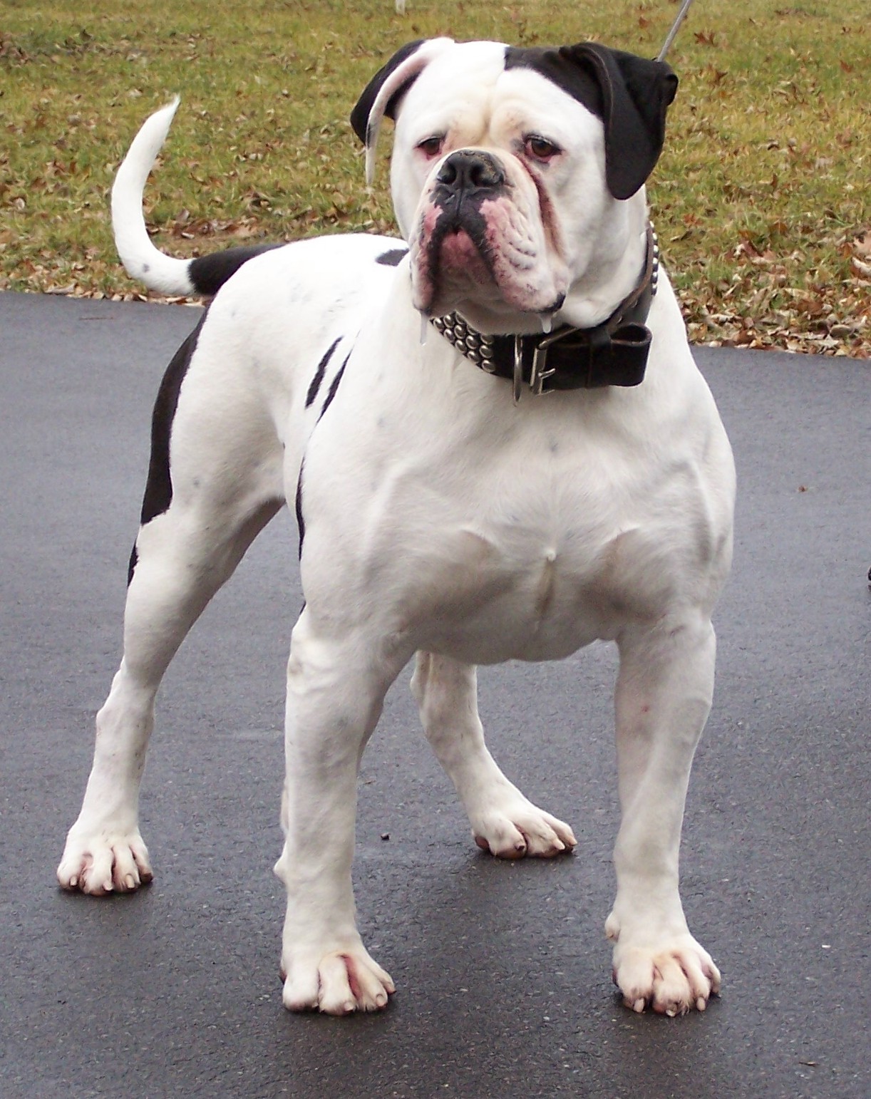 American Bulldog Wallpapers