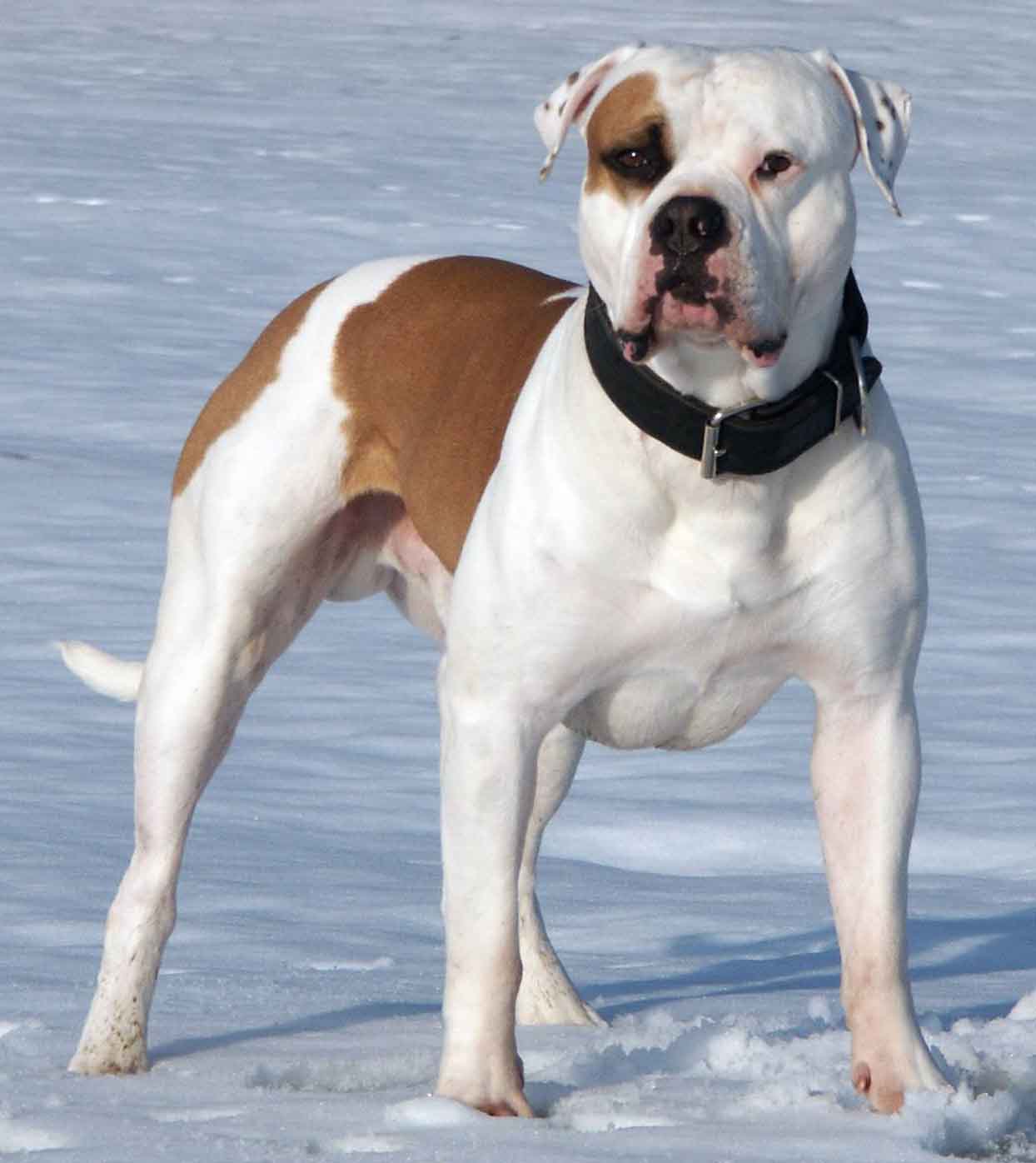 American Bulldog Wallpapers