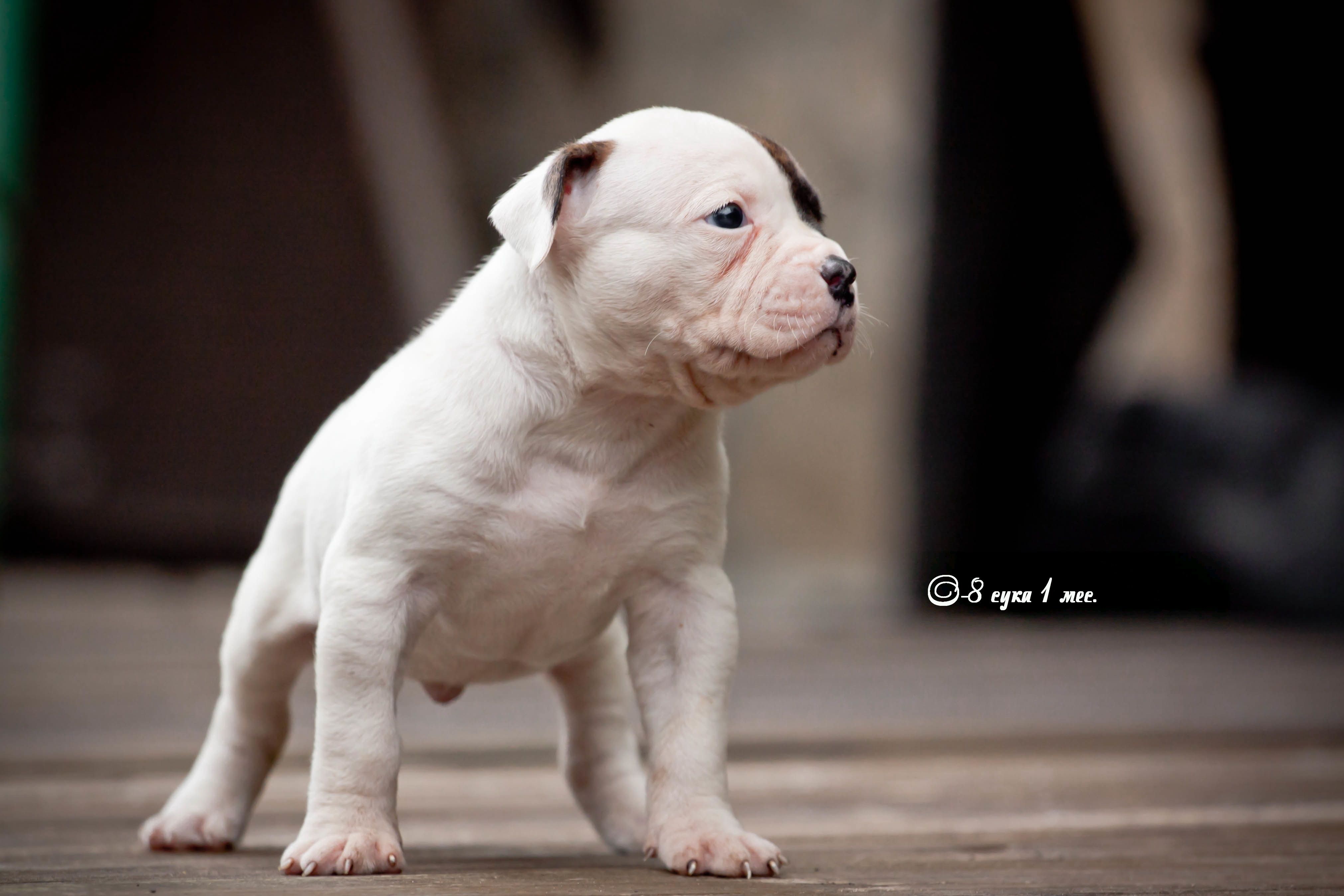 American Bulldog Wallpapers