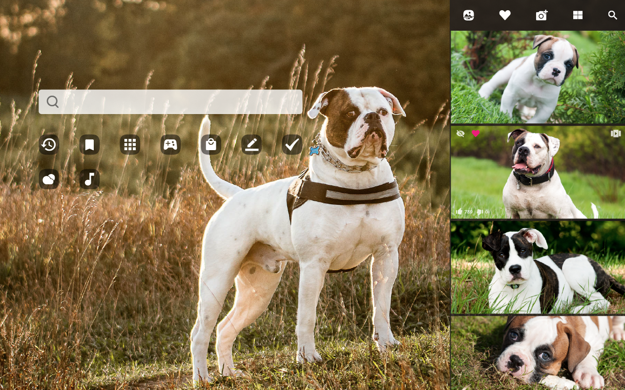 American Bulldog Wallpapers