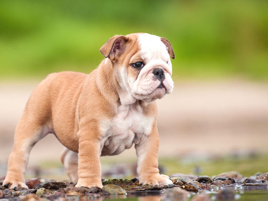 American Bulldog Wallpapers