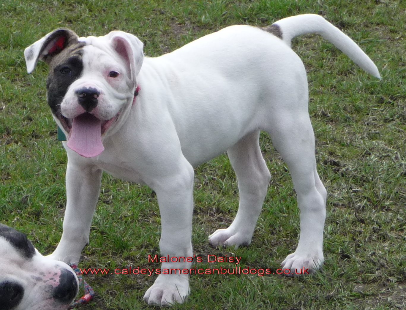 American Bulldog Wallpapers