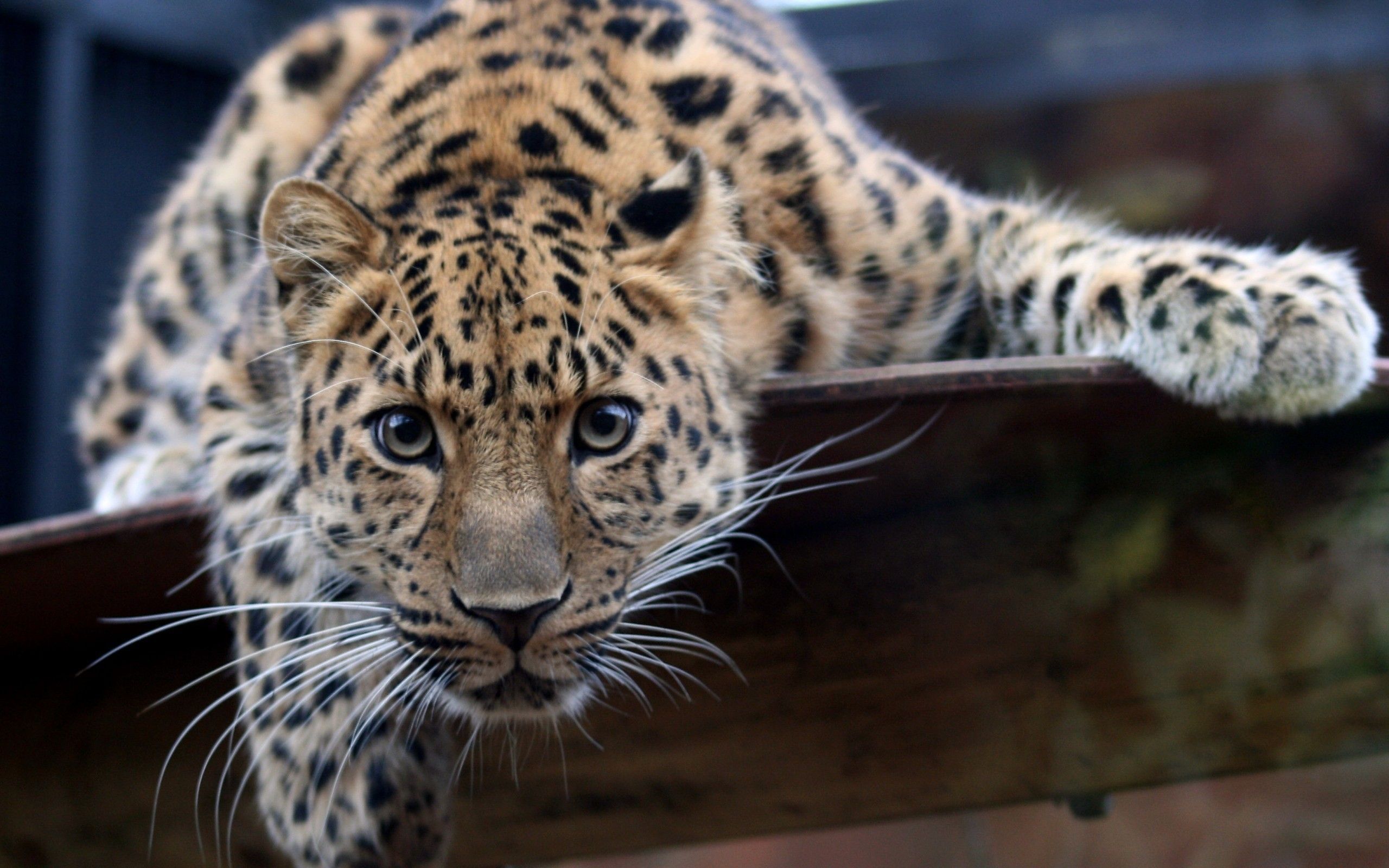 Amur Leopard Wallpapers