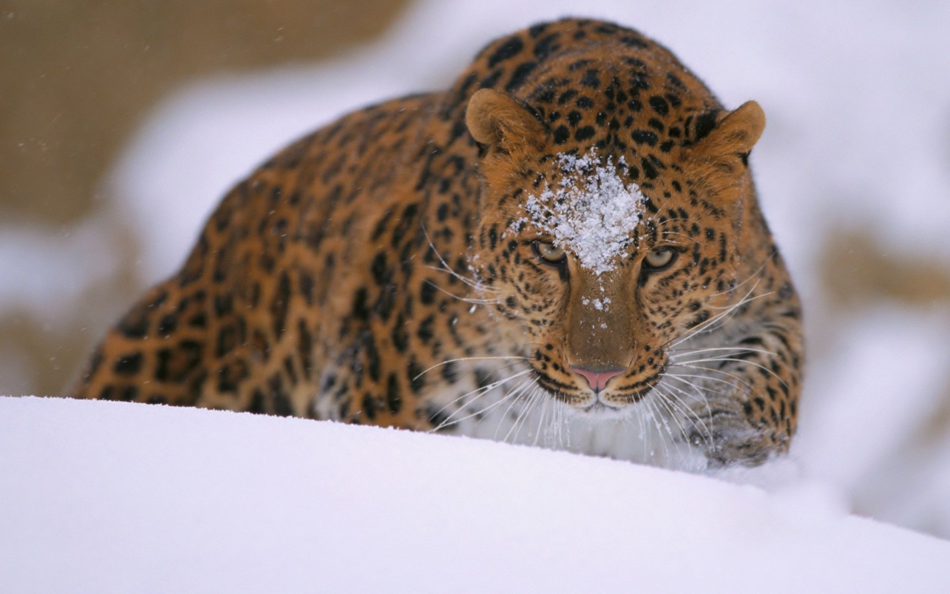 Amur Leopard Wallpapers