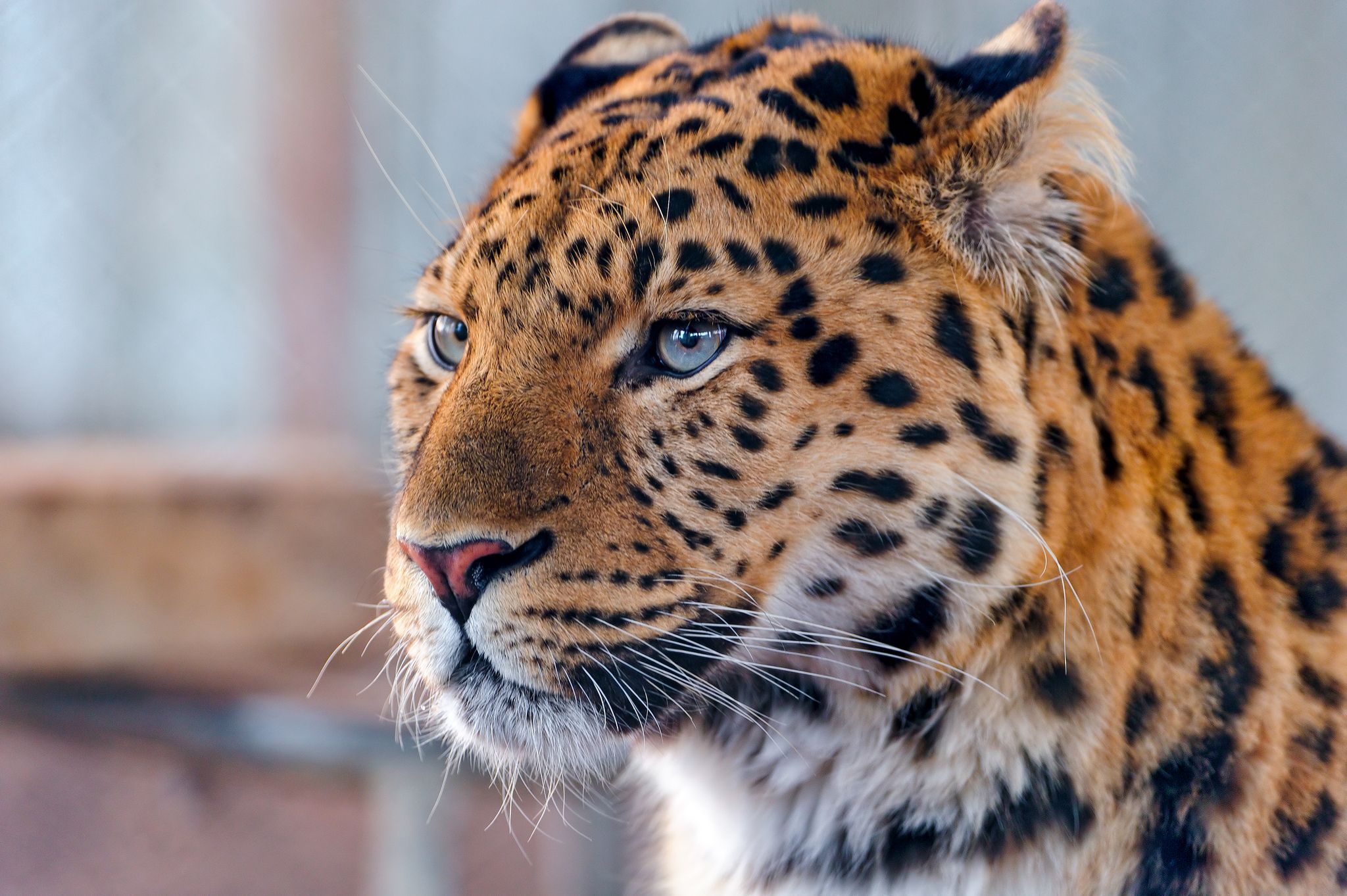 Amur Leopard Wallpapers