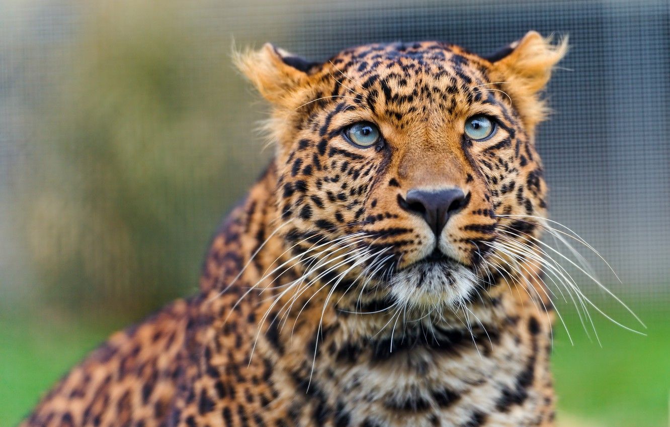 Amur Leopard Wallpapers