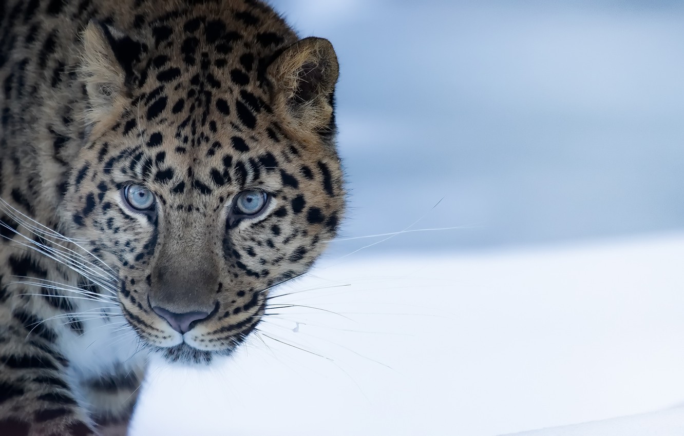 Amur Leopard Wallpapers