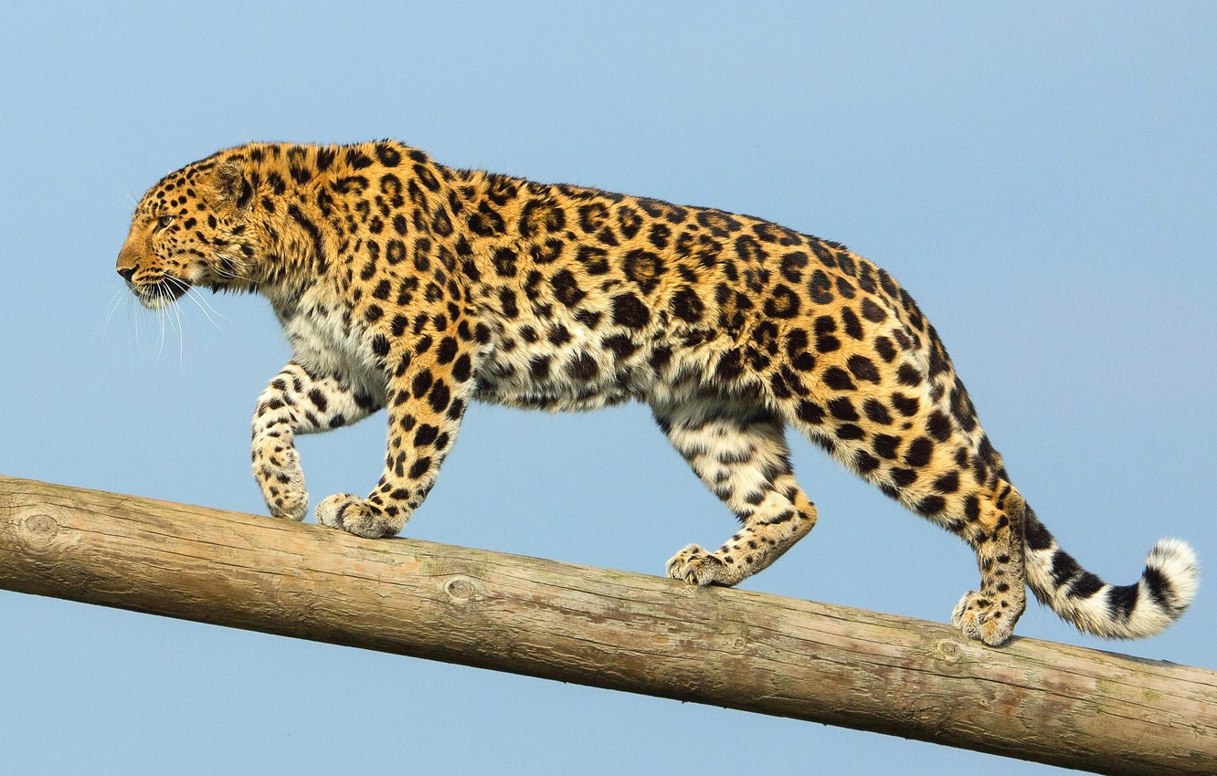 Amur Leopard Wallpapers