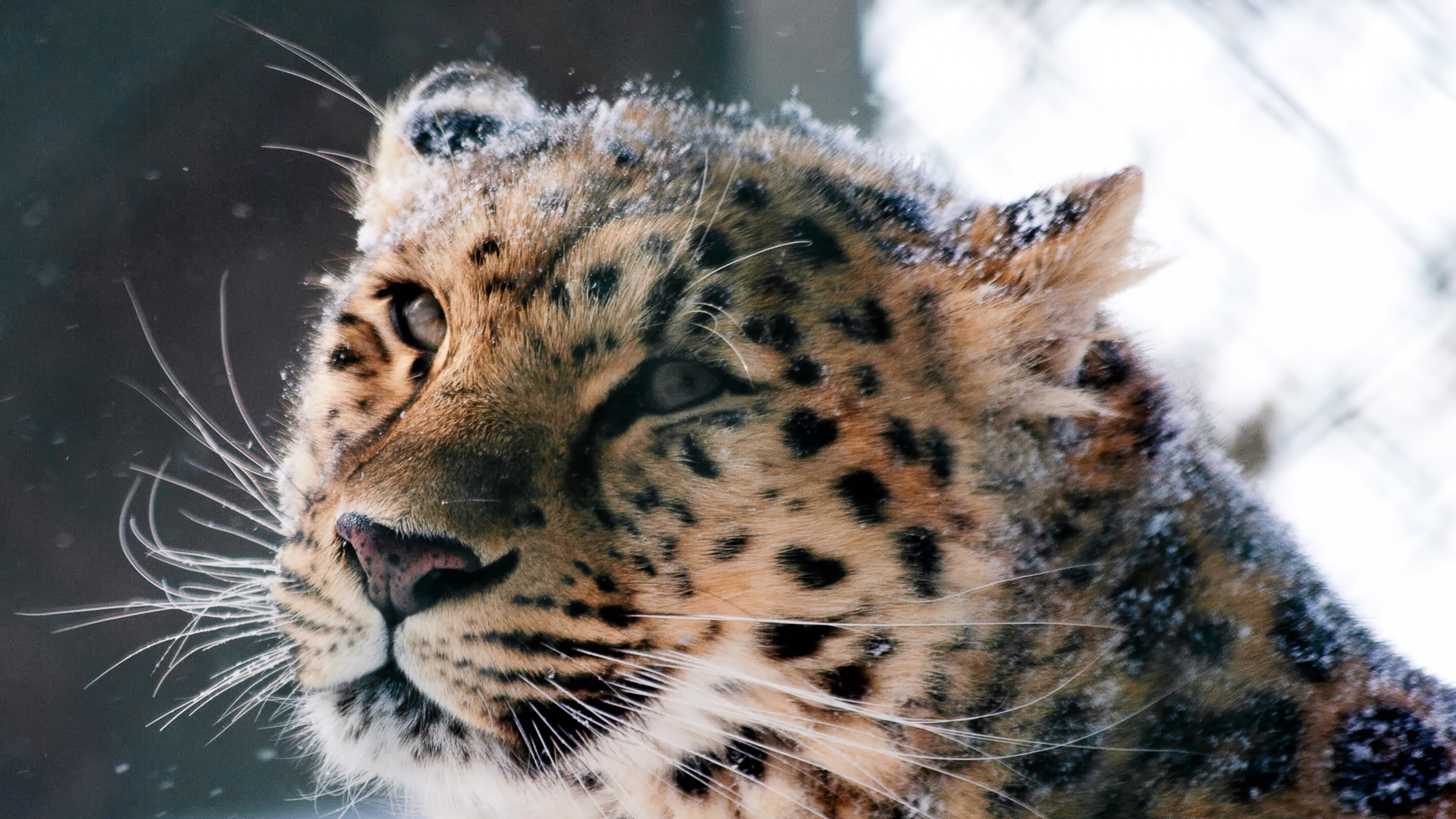 Amur Leopard Wallpapers