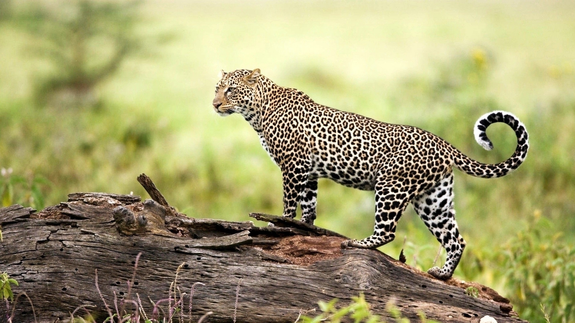 Amur Leopard Wallpapers