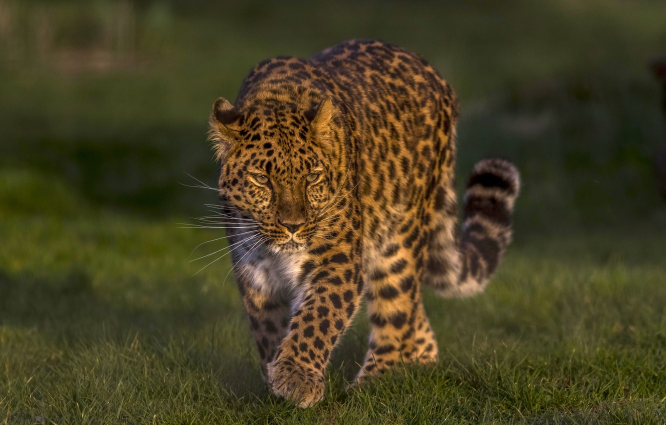 Amur Leopard Wallpapers